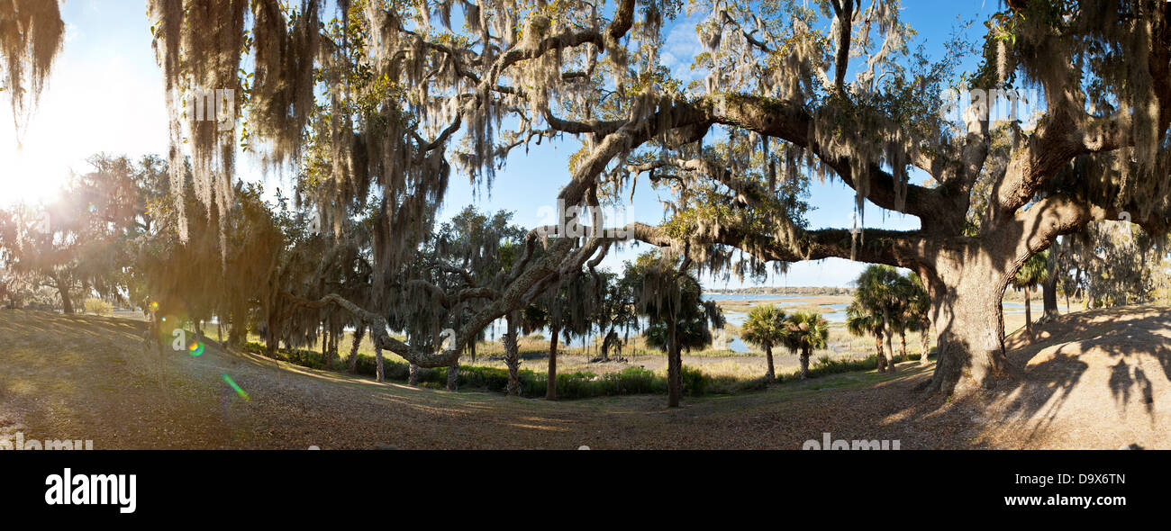180-Grad-Panorama von Live Oak Tree und Palmen auf der Küste von South carolina Stockfoto