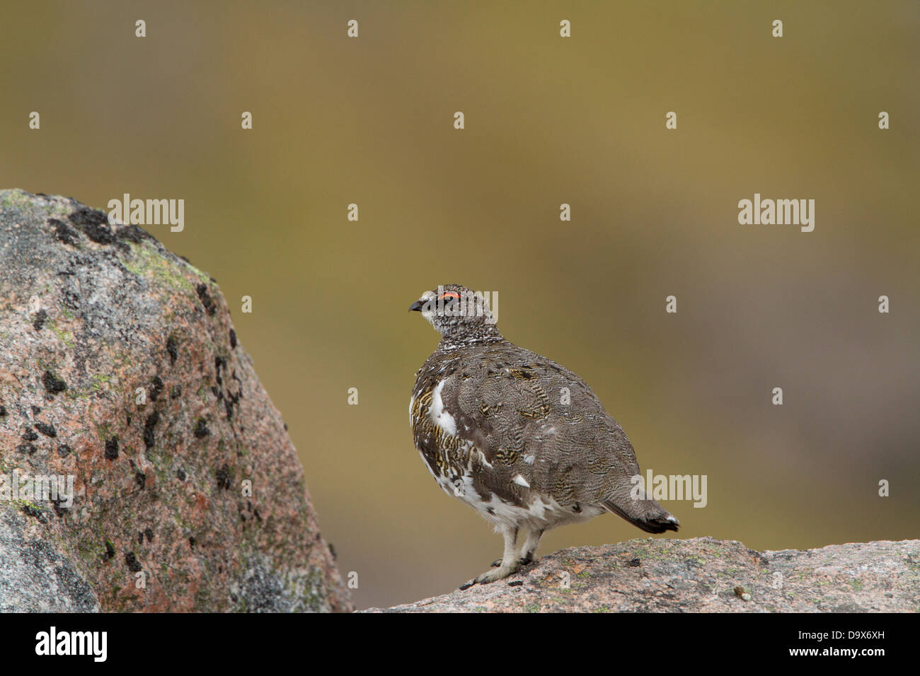 Schneehühner sitzen auf einem Felsen in den Cairngorms Schottland in der Nähe von Aviemore fotografiert Stockfoto