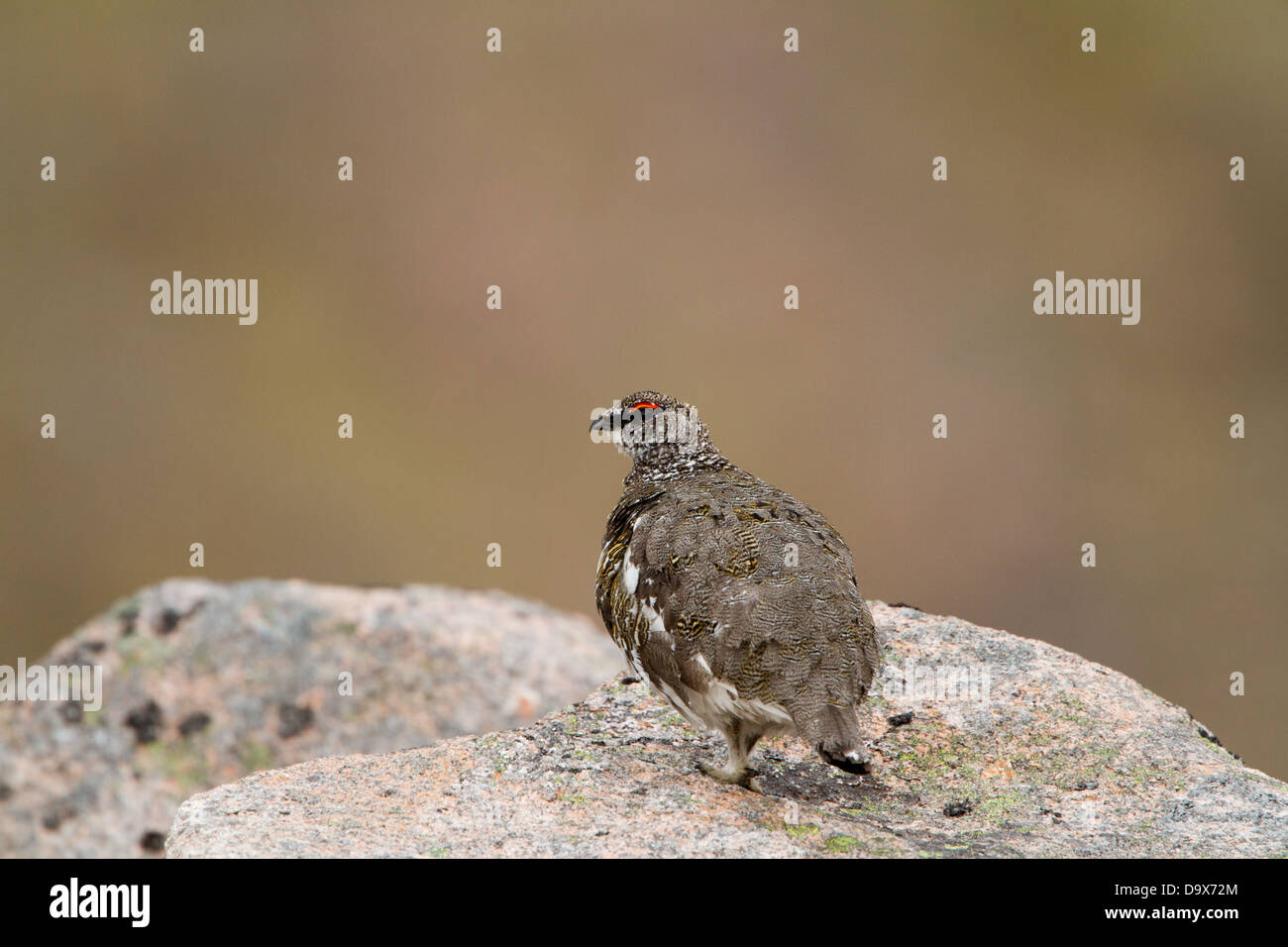 Schneehühner sitzen auf einem Felsen in den Cairngorms Schottland in der Nähe von Aviemore fotografiert Stockfoto