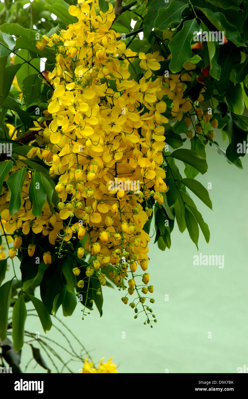 KANIKONNA (CASSIA FISTULA), Verwandte zu VISHU, offizielle Blume von KERALA, siehe auch Albizia Inundata (Maloxo) Stockfoto