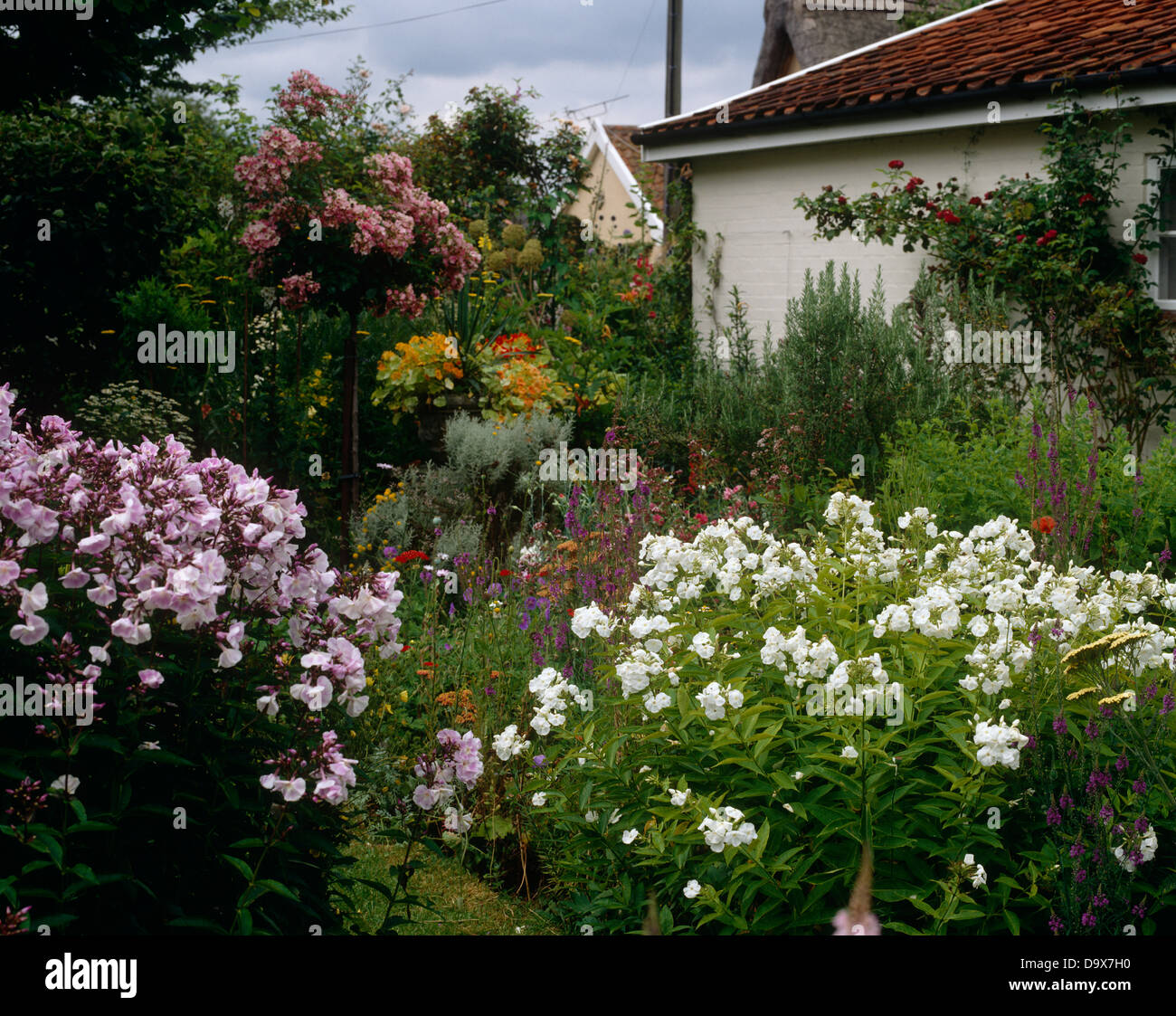 Englischer CottageGarten mit rosa und weißen Phlox in Grenzen in