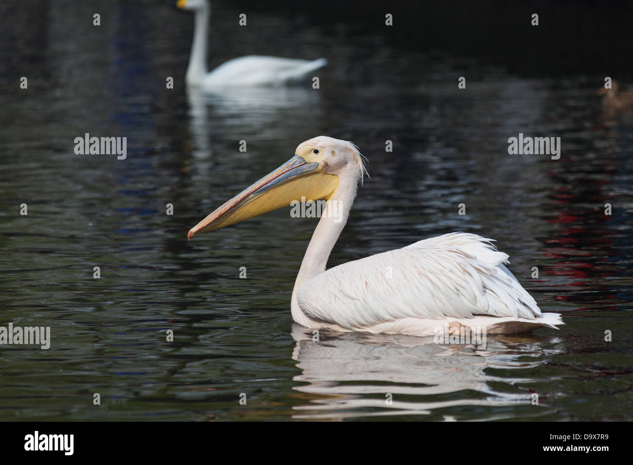 Spot-billed Pelican Nahaufnahme Schuss Stockfoto