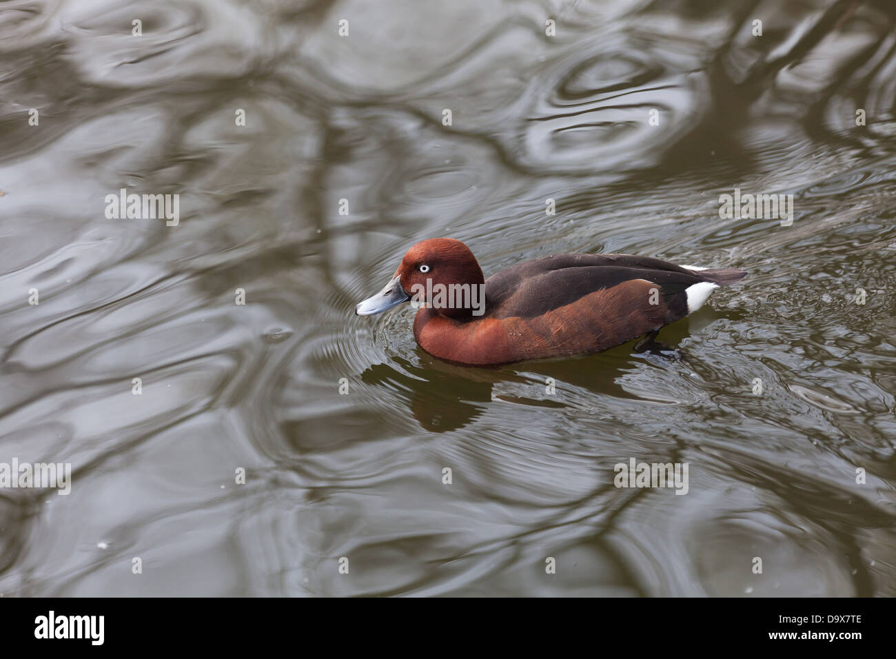 Zimt/Petrol Nahaufnahme Schuss Stockfoto
