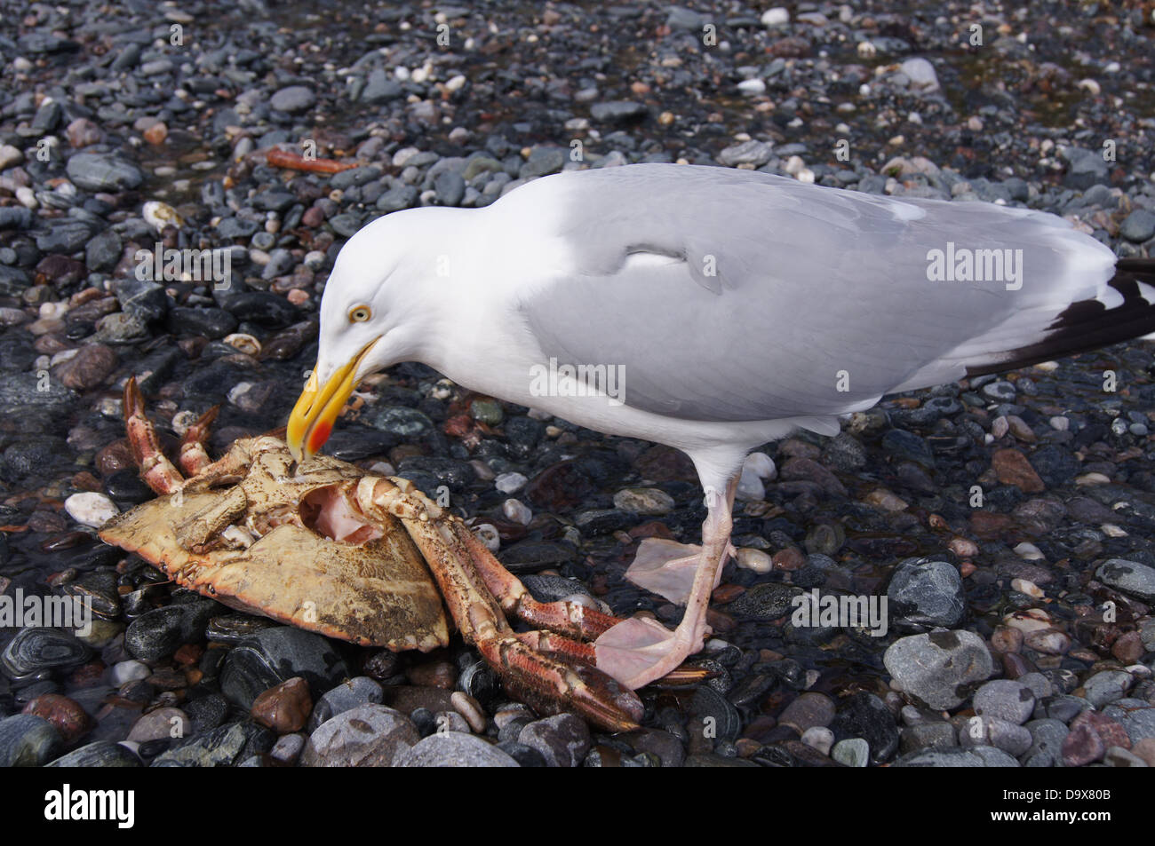 Möwe, Essen eine Krabbe, Cadgwith, Cornwall Stockfoto