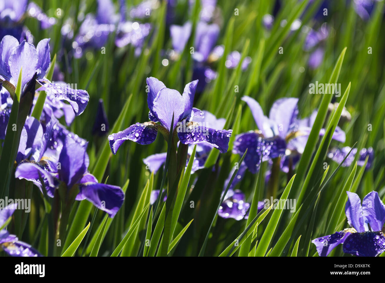 Lila Blüten der Sibirischen Schwertlilie hautnah Stockfoto