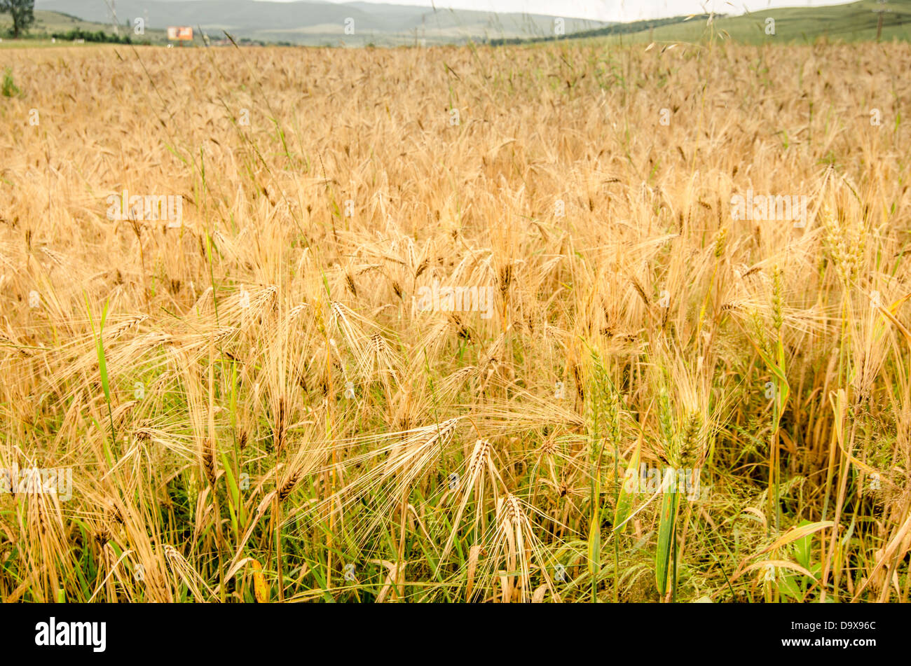 Goldene Weizenfeld Stockfoto
