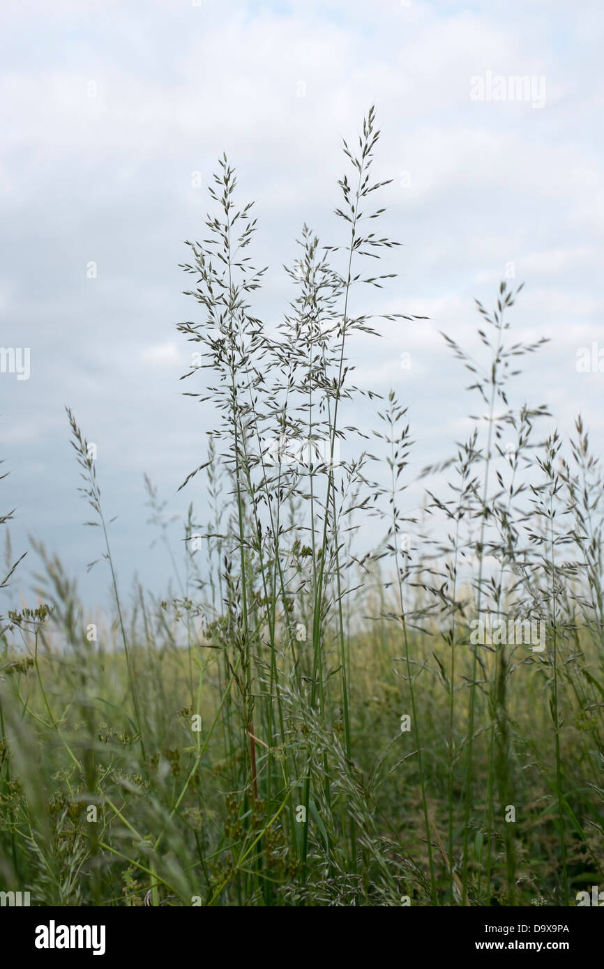 Langes Grass im Feld Stockfoto