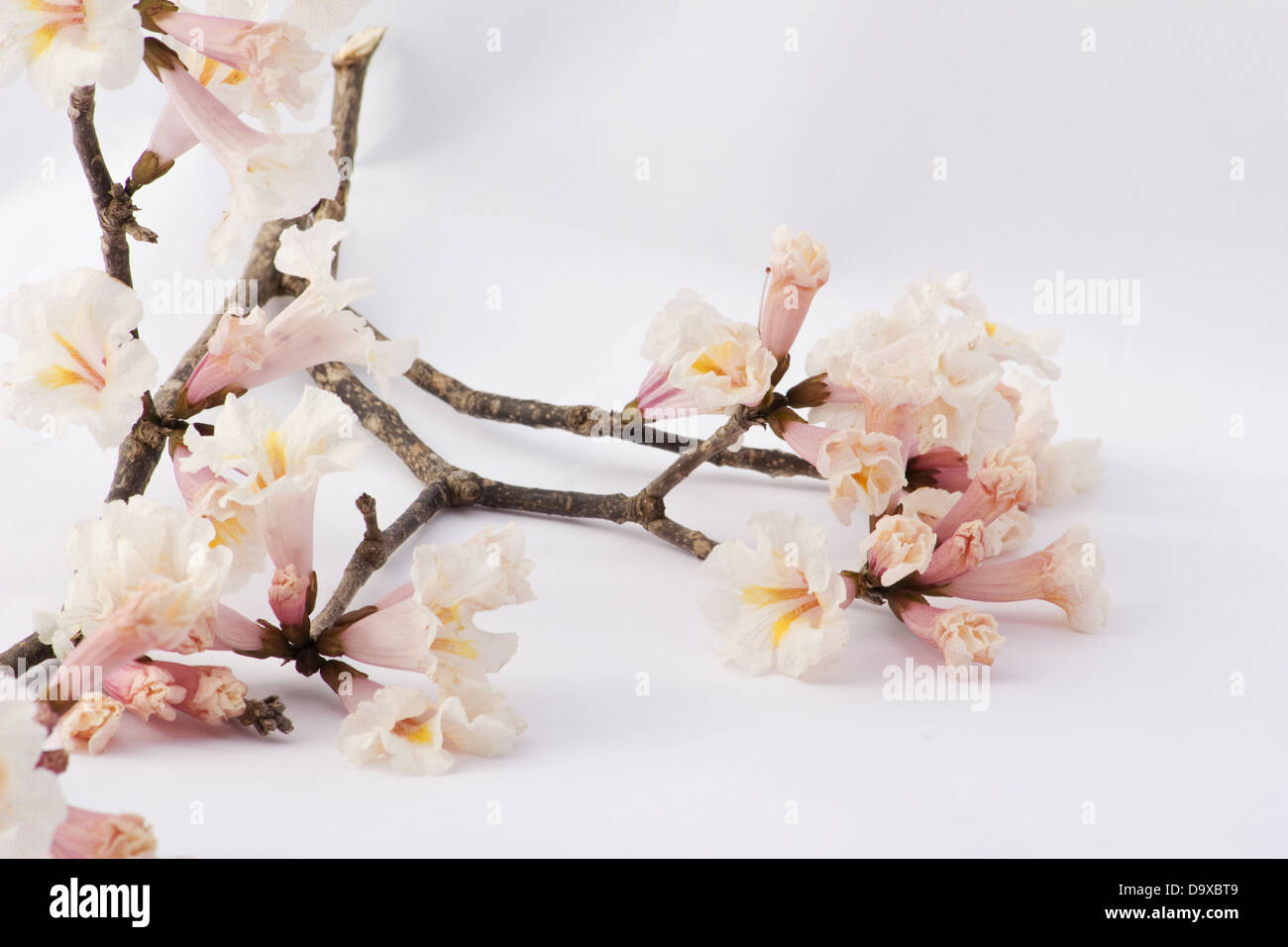 Tabebuia Blumen auf einem Ast auf weißem Hintergrund Stockfoto