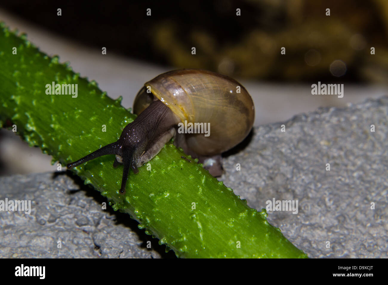 Schnecke auf grünem Stiel Stockfoto