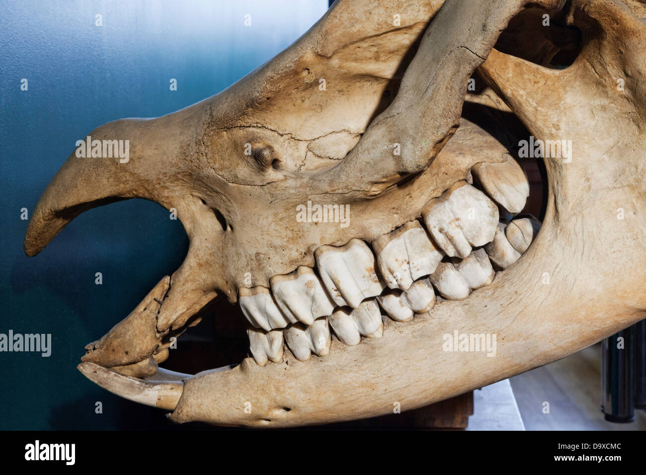 Großbritannien, England, London, University College London, das Grant Museum für Zoologie, Zähne von Rhinoceros Schädel Stockfoto