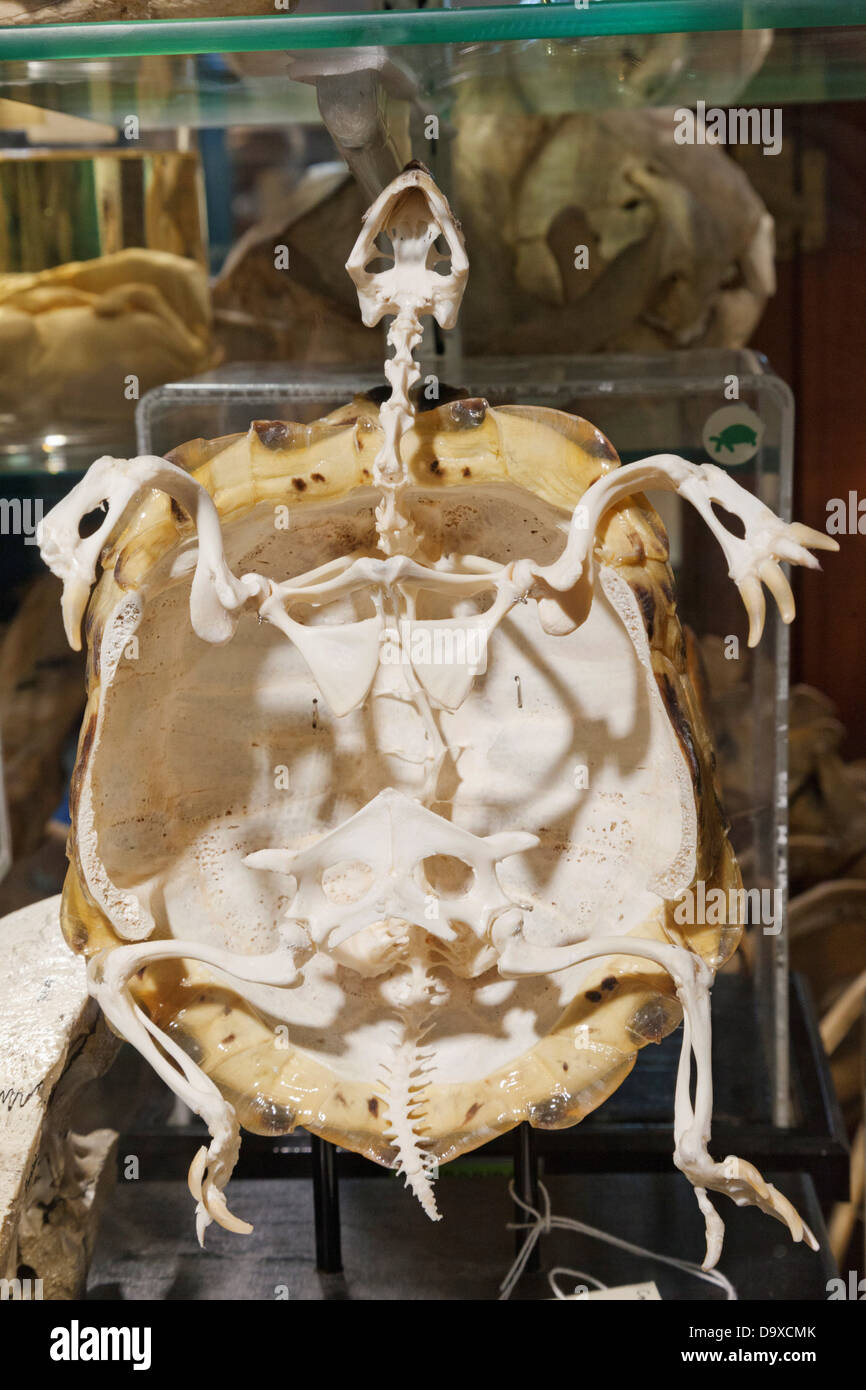 Großbritannien, England, London, University College London, das Grant Museum für Zoologie, Skelett von Tortoise Stockfoto