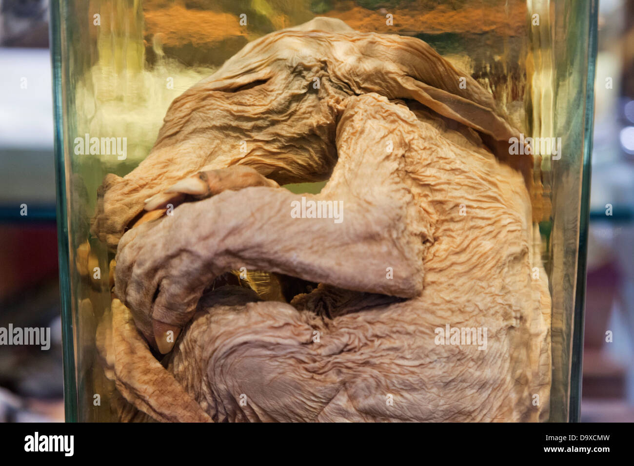 Großbritannien, England, London, University College London, das Grant Museum für Zoologie, Säugling Erdferkel Stockfoto