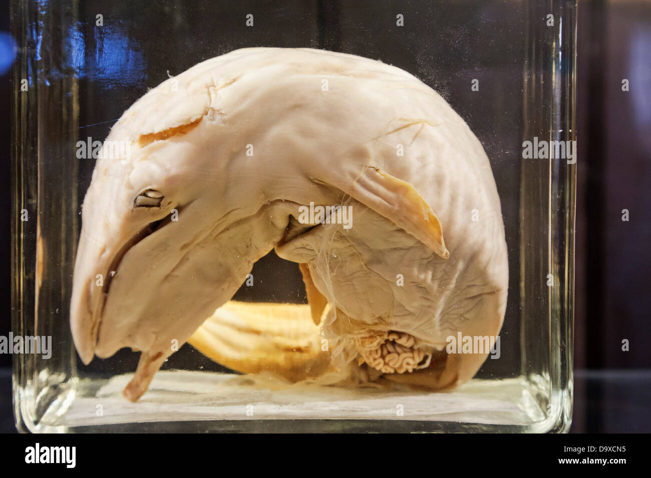 Großbritannien, England, London, University College London, das Grant Museum für Zoologie, Fin Whale Fötus Stockfoto