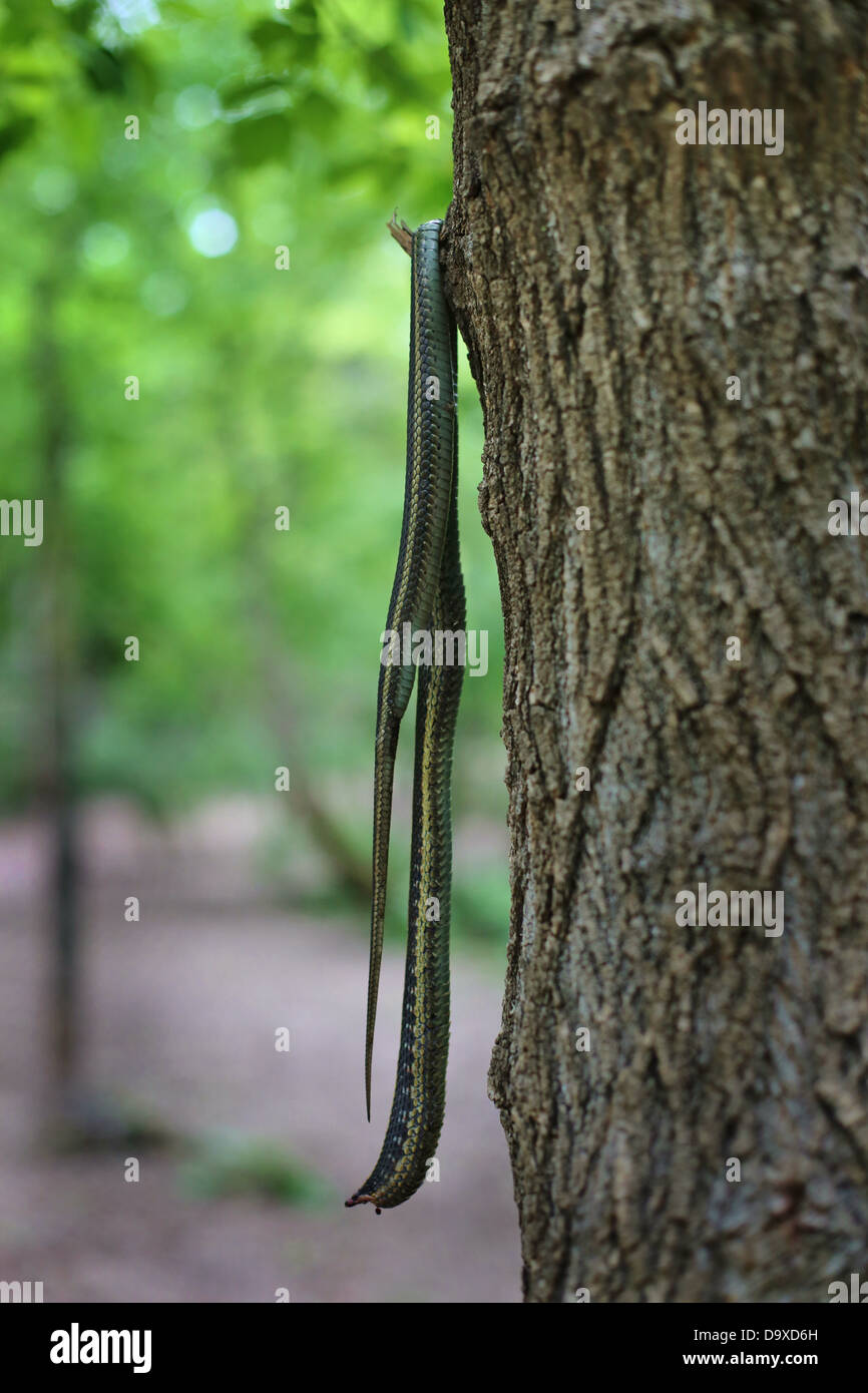 Eine tote Schlange hängen von einem Baum in einem Wald. Stockfoto