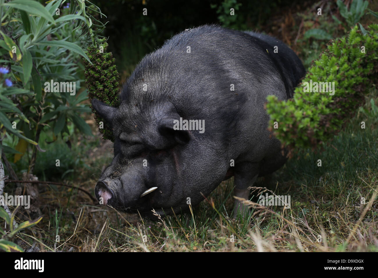 Eine Nahaufnahme von einem großen Schwein. Stockfoto