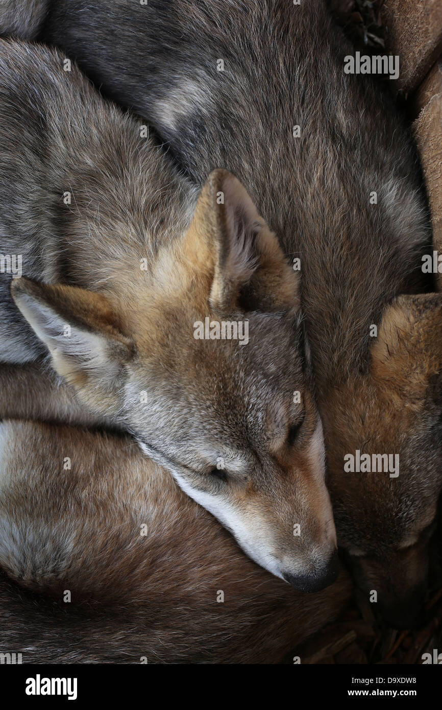 Wolfsjunge schlafen zusammen in einem Haufen. Stockfoto