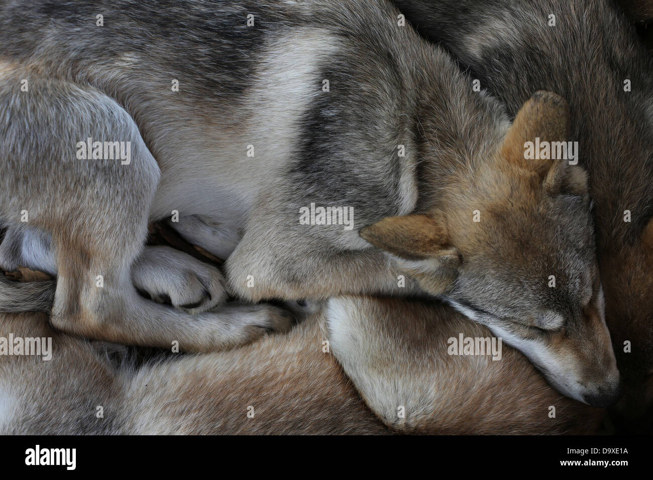 Wolfsjunge schlafen zusammen in einem Haufen. Stockfoto