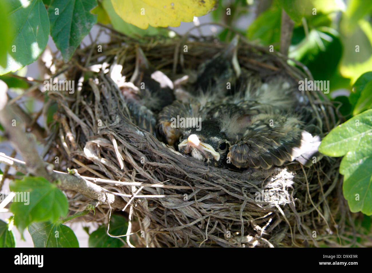 Robin der Nestlinge in einem nest Stockfoto