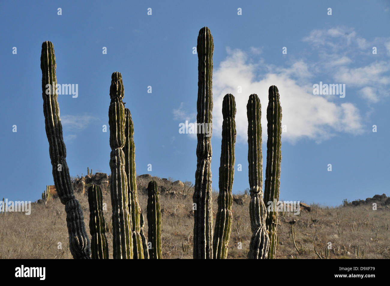 Baja Kalifornien Wüste Kaktus von sahuaros Stockfoto