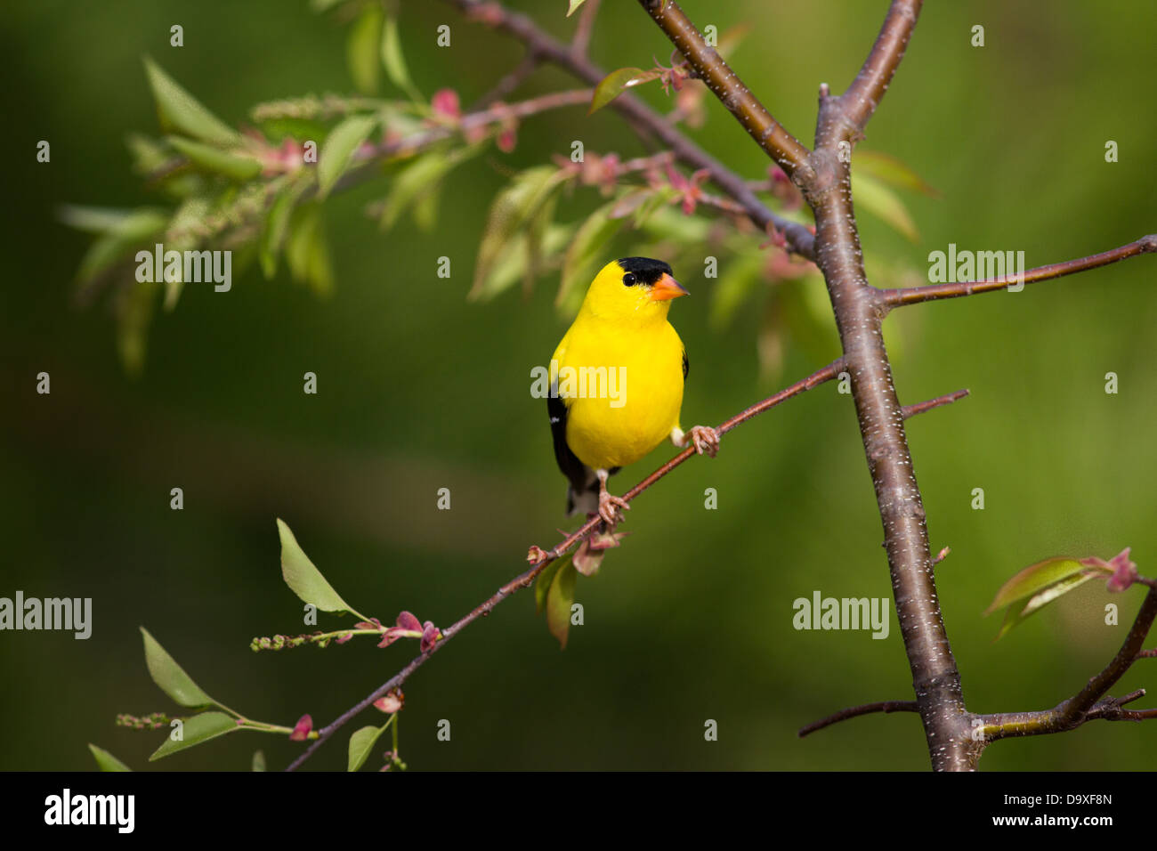 Männliche amerikanische Stieglitz Stockfoto