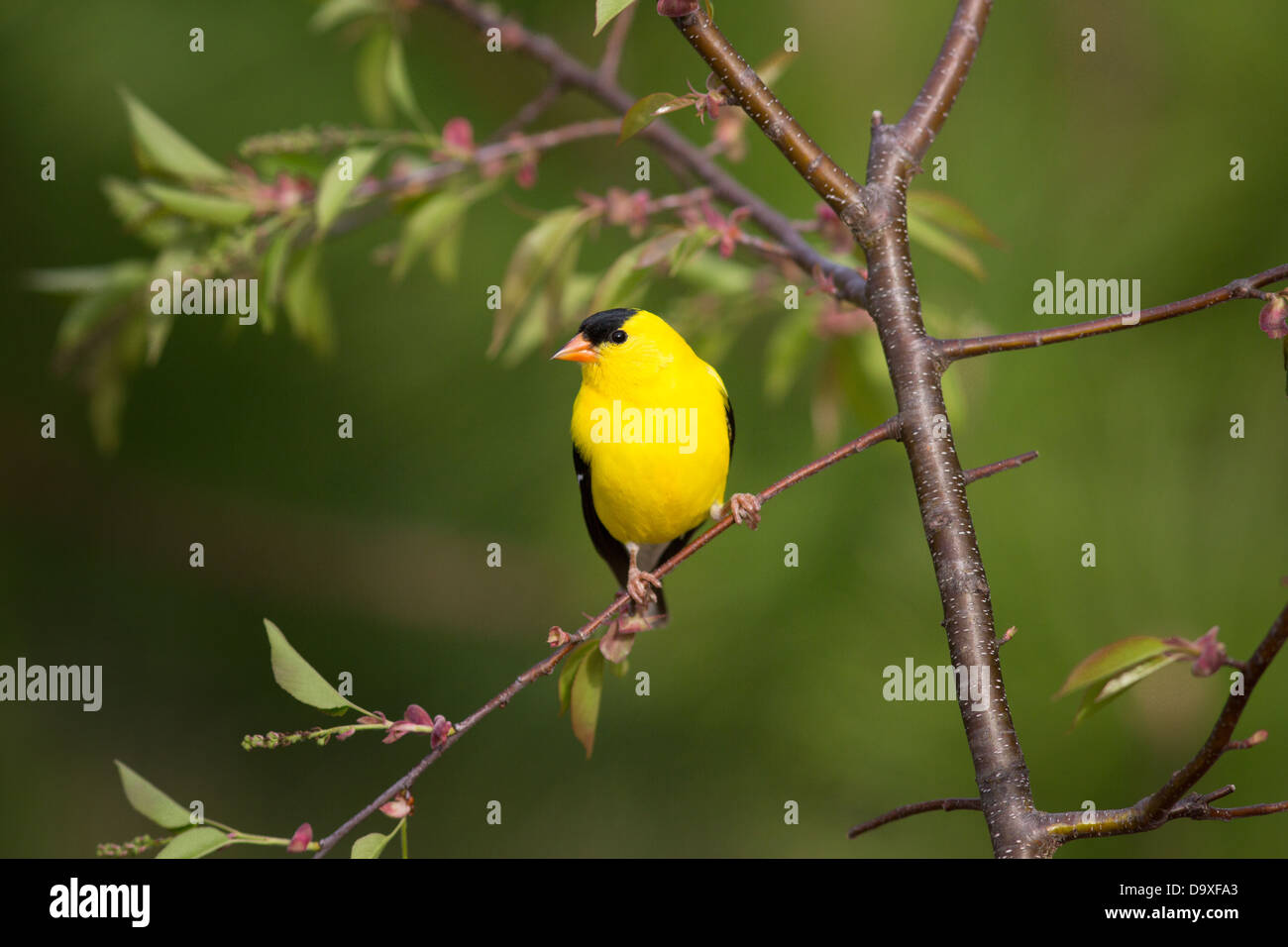 Männliche amerikanische Stieglitz Stockfoto