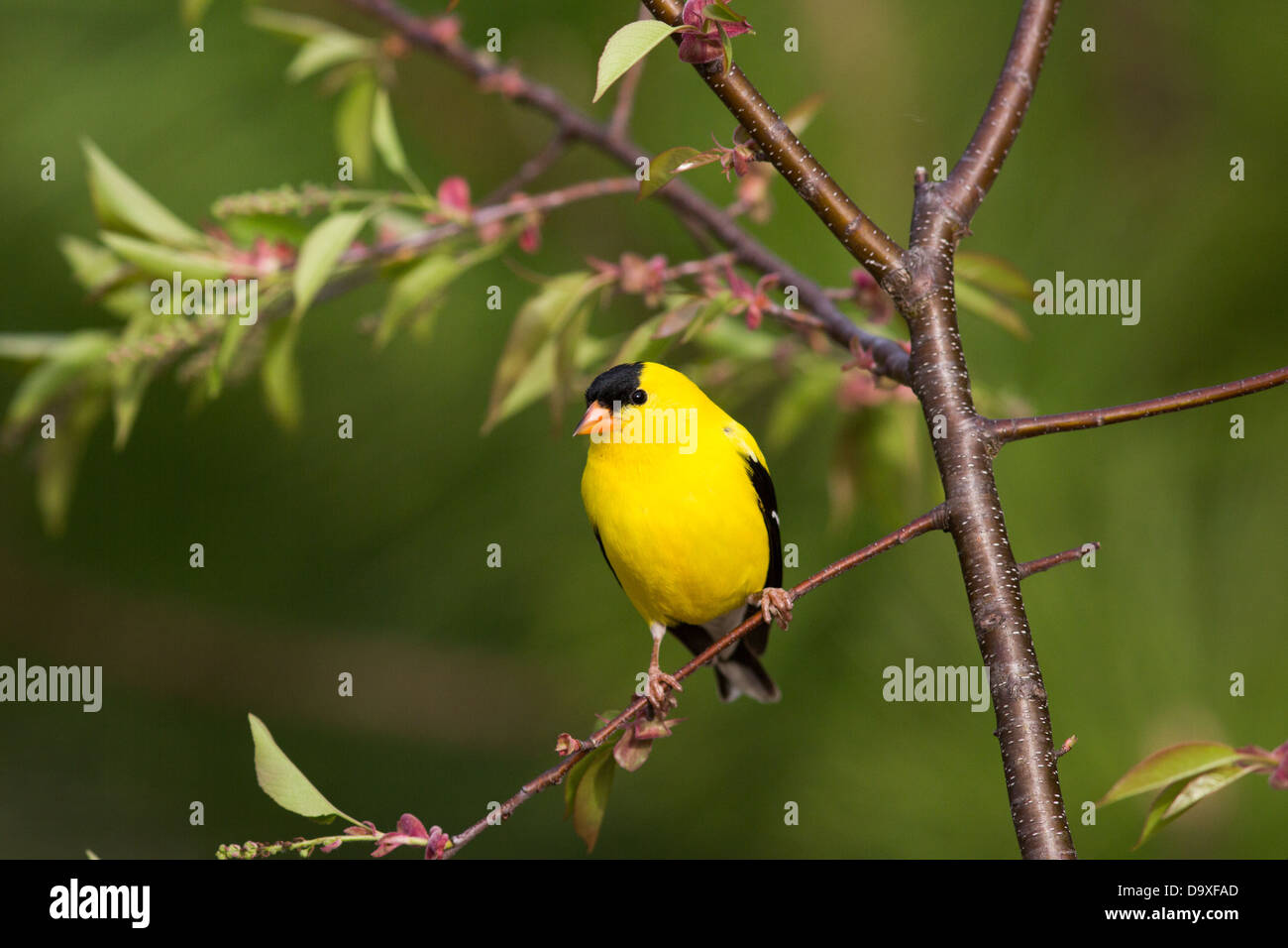 Männliche amerikanische Stieglitz Stockfoto