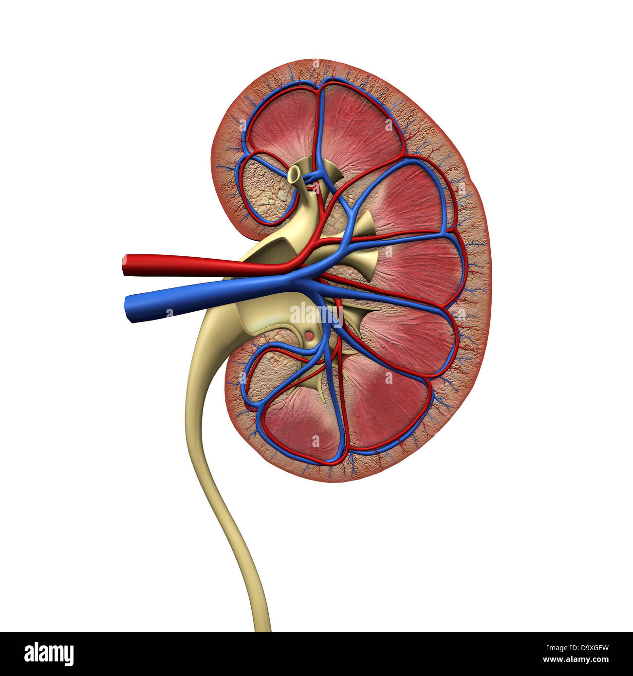 Querschnitt Der Menschlichen Niere Harnleiter Arterien Venen Stockfotografie Alamy