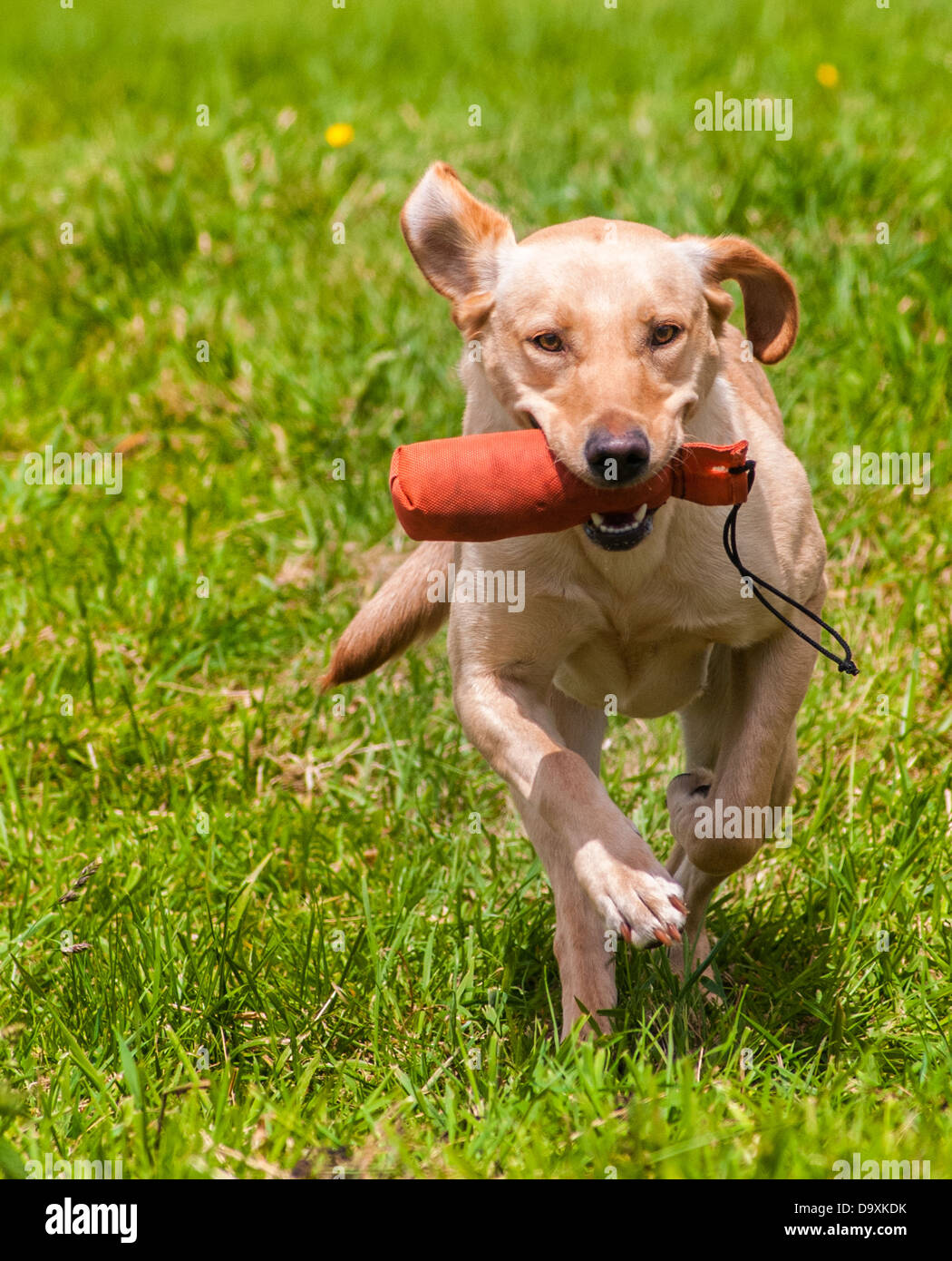 Goldene oder gelben Labrador, ein Gebrauchshund Gun abrufen einen Dummy während einer Fortbildungsveranstaltung Stockfoto