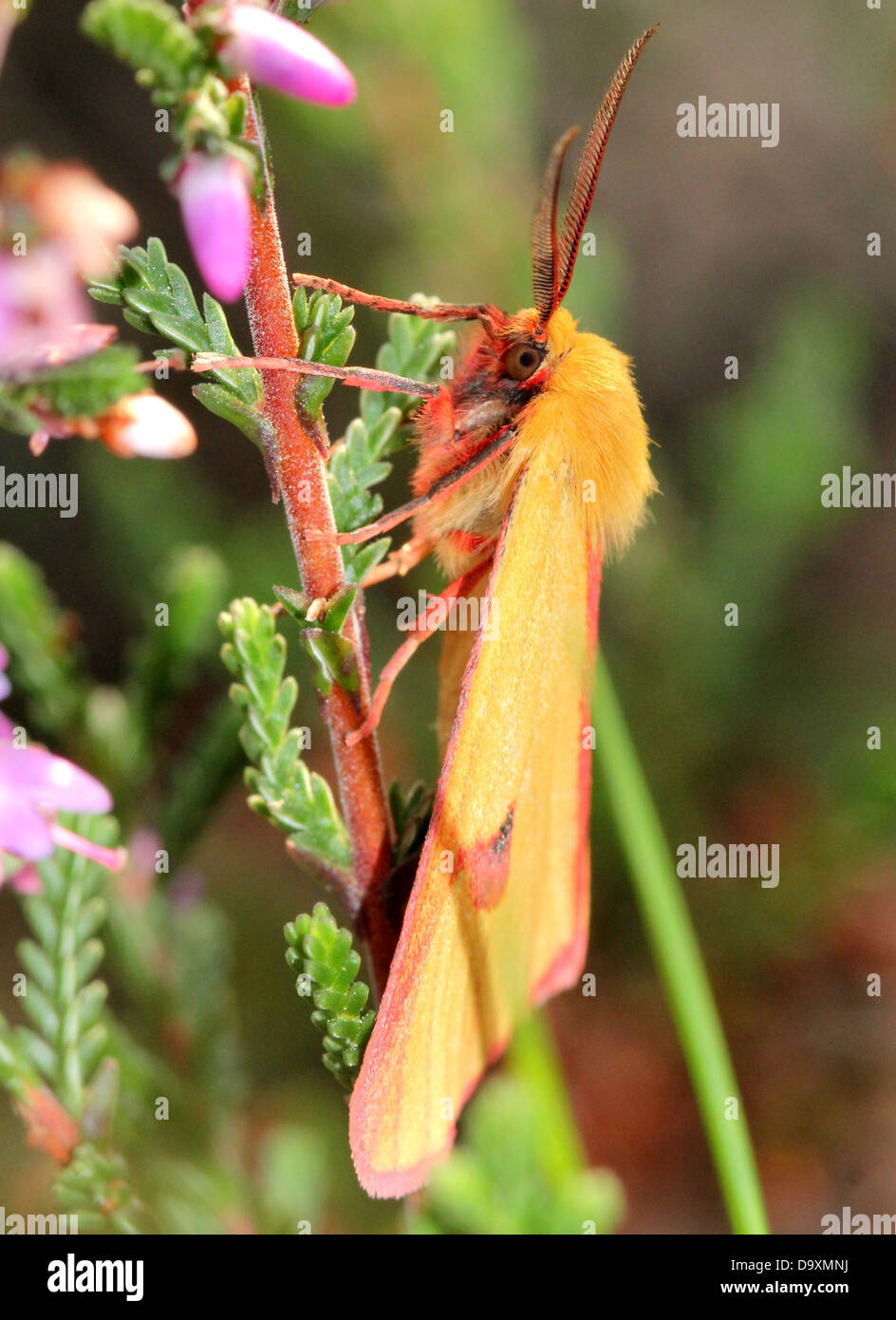 Männliche gelbe getrübt Buff Motte (Diacrisia Sannio) auf Futtersuche auf Glockenheide (Erica Tetralix) - 12 Bilder in Serie Stockfoto