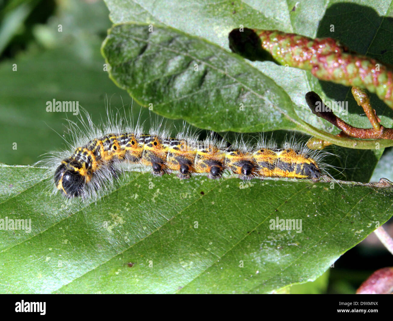 Die Raupe sehr gut getarnten Buff-Tip Moth (Phalera Bucephala) Stockfoto