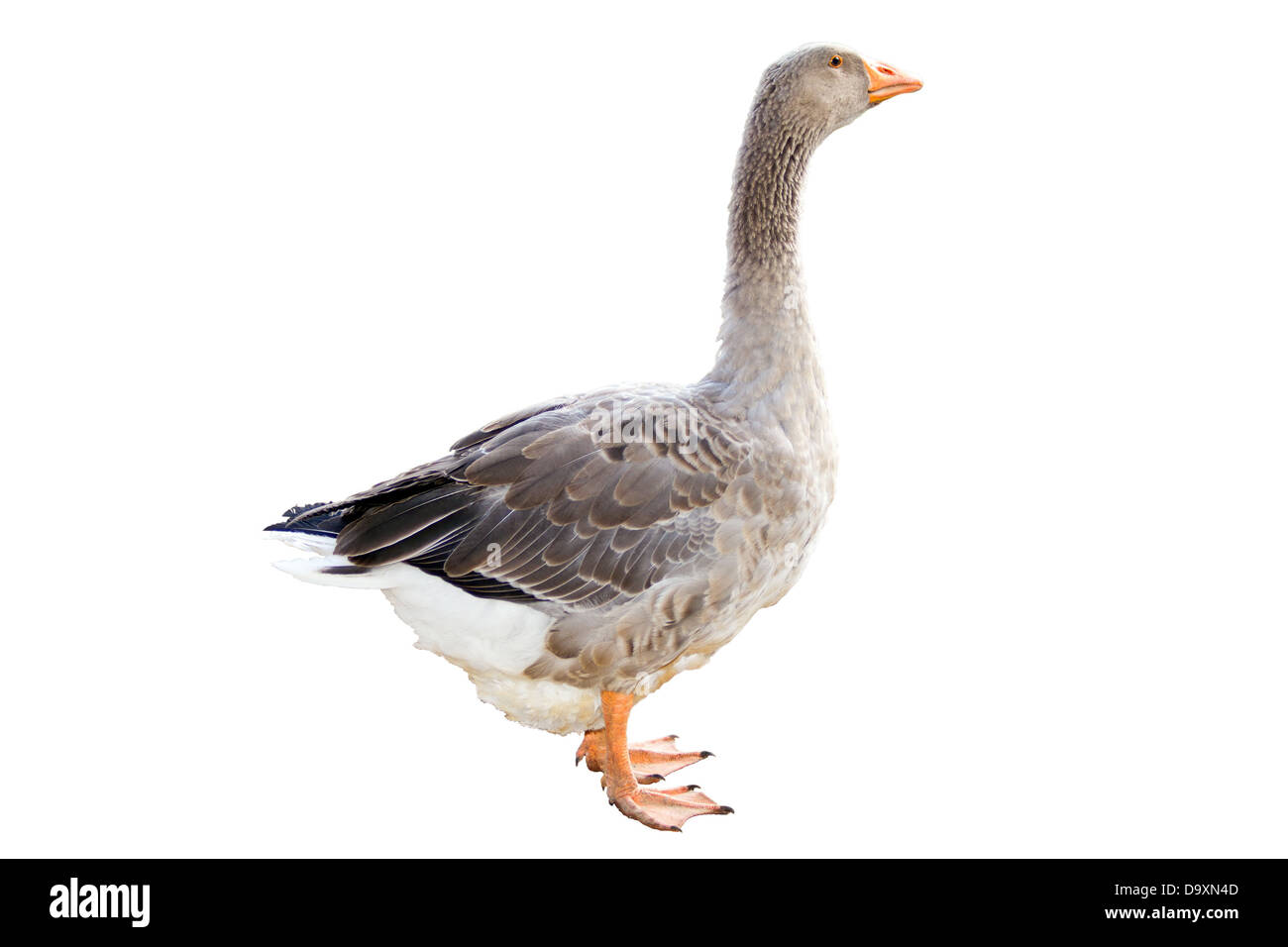 eine Home-Gans auf weißem Hintergrund Stockfoto