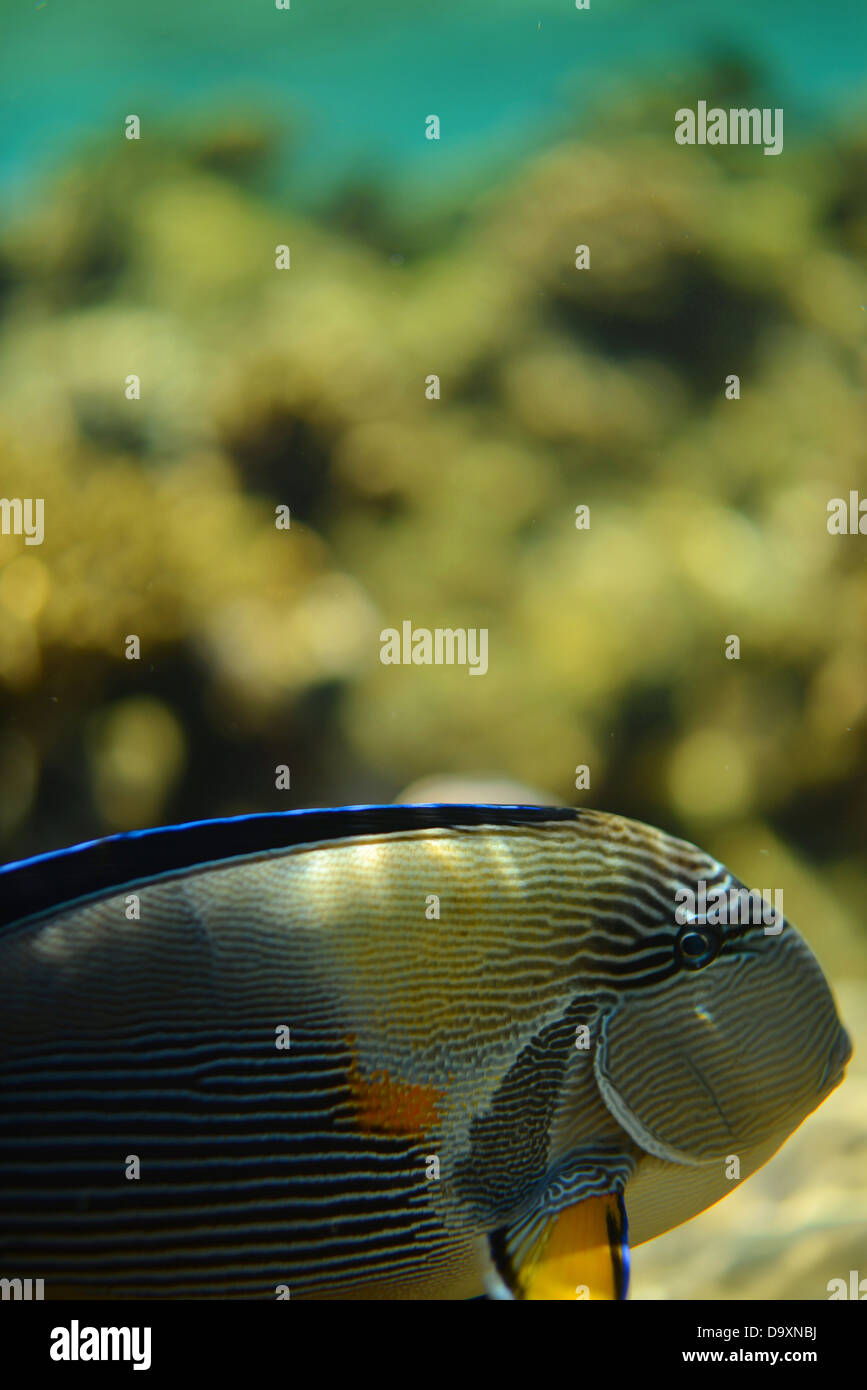 Arabischer Doktorfisch - zoom der sehr häufig Fische im Roten Meer mit dem Riff im Hintergrund Stockfoto