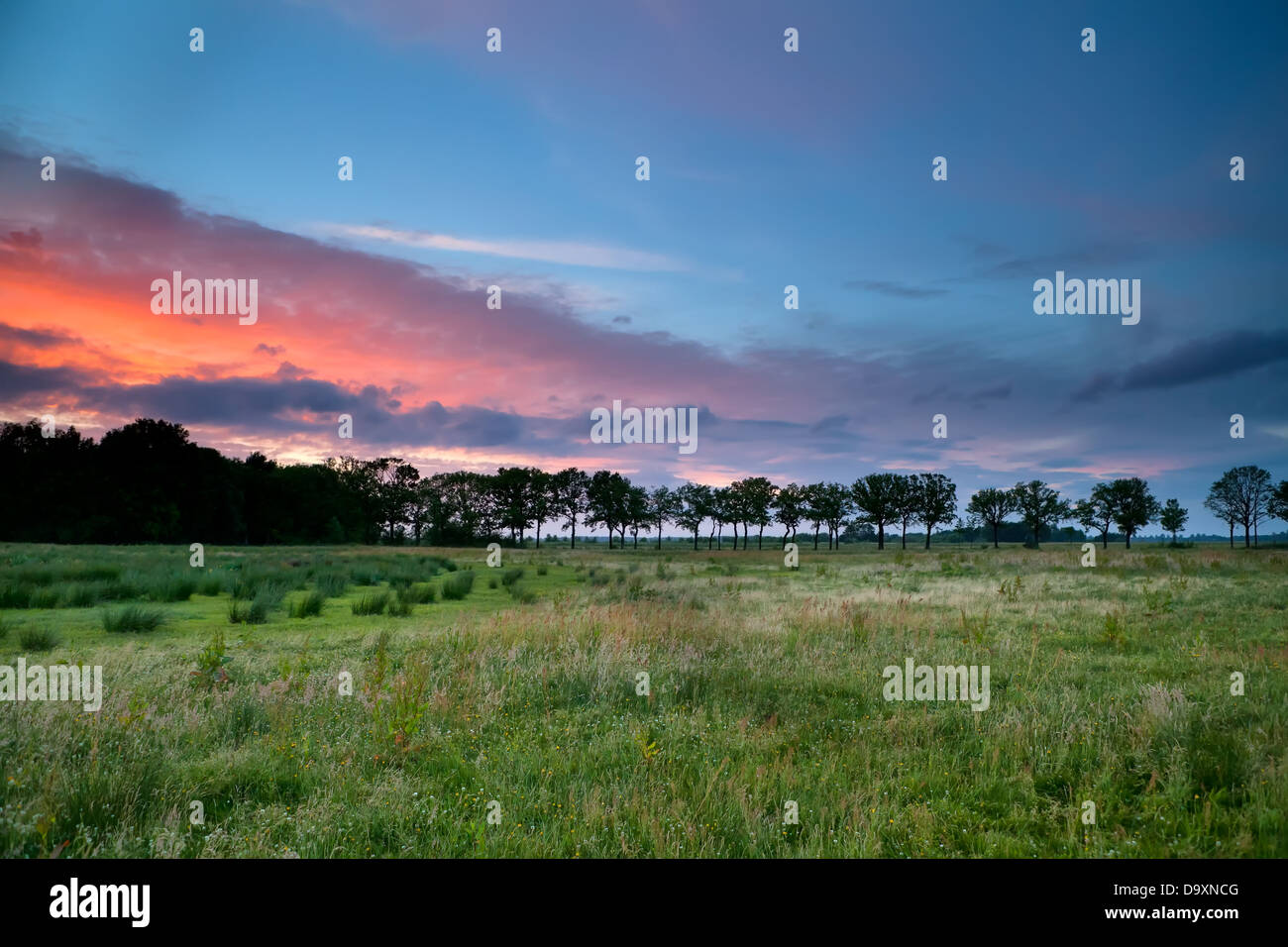 Sonnenuntergang über grüne Wiese und Baum-Reihe Stockfoto