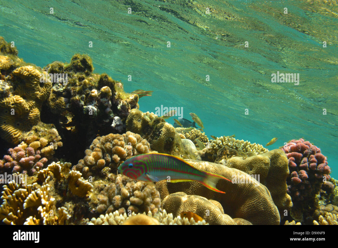 Klunzinger Lippfisch, bunte Fische im Roten Meer in Ägypten mit dem Riff mit wunderschönen Korallen im Hintergrund Stockfoto