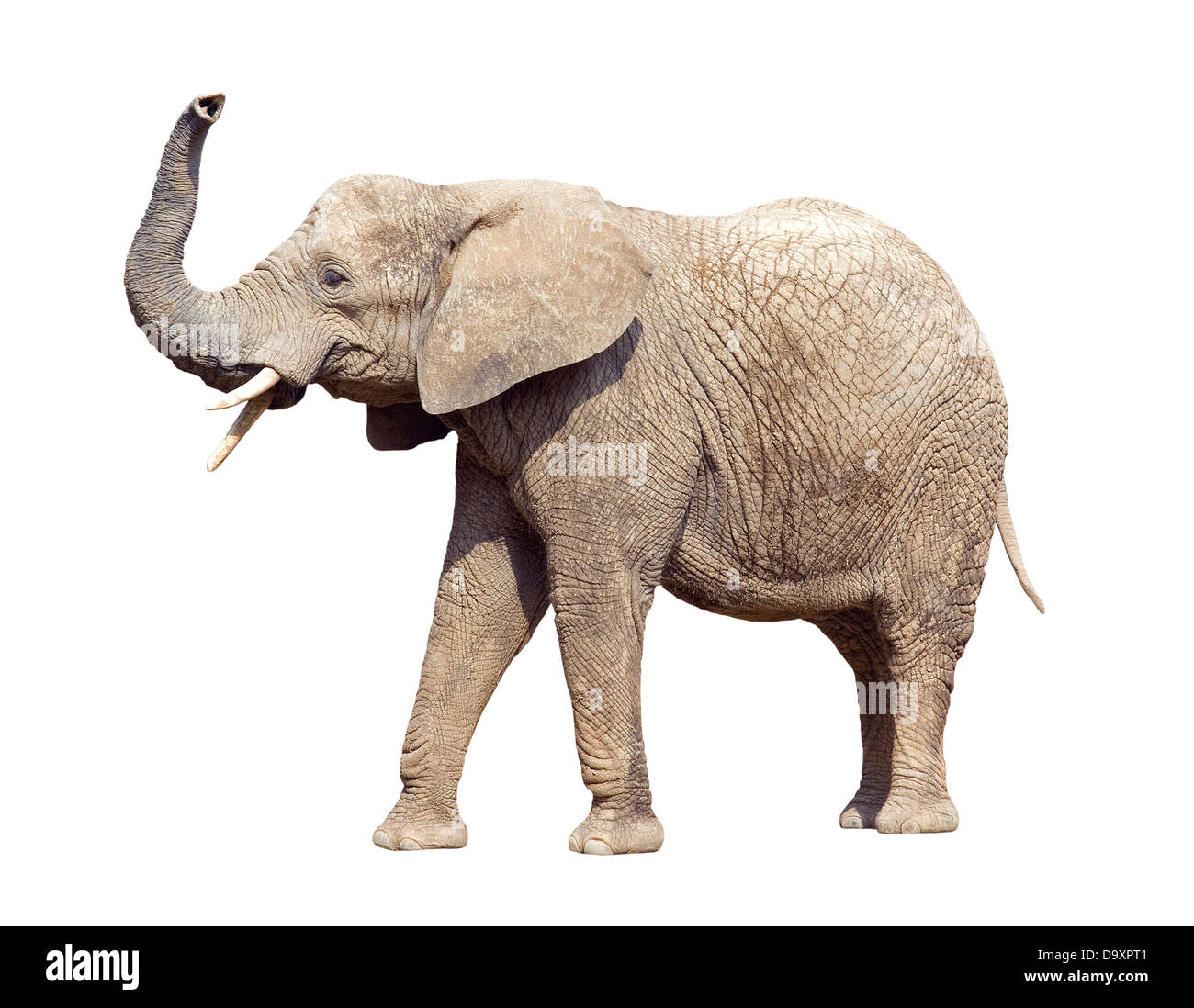 Afrikanischer Elefant mit Beschneidungspfad Stockfoto