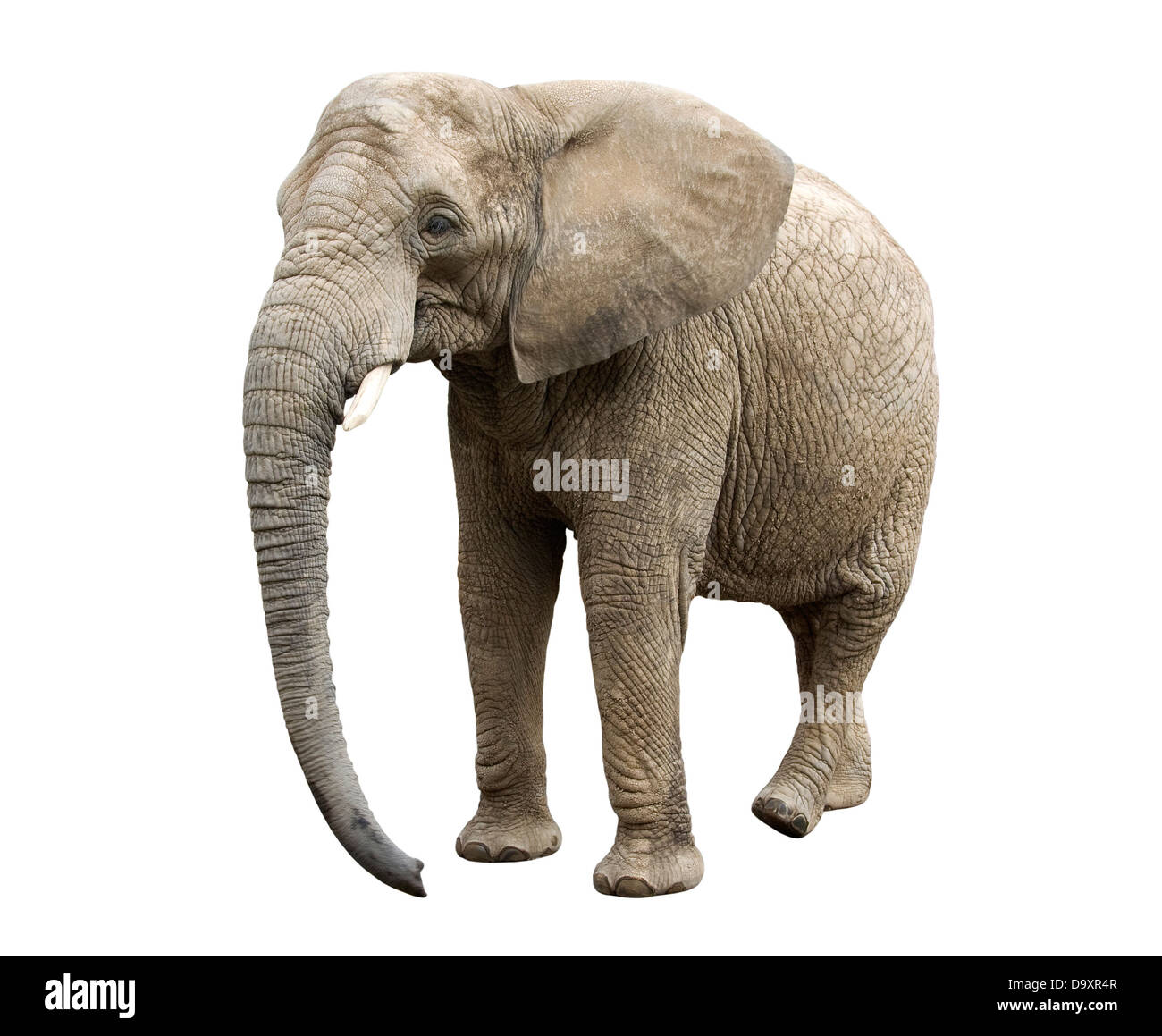 Afrikanischer Elefant mit Beschneidungspfad Stockfoto