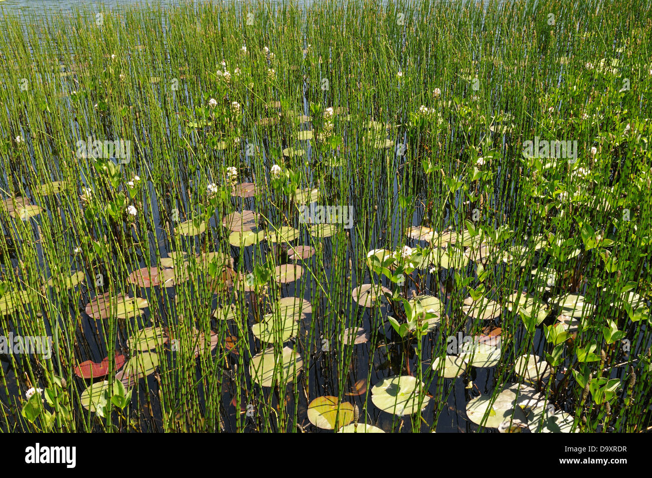Seerosen und Stuten Tail auf Llyn Tecwyn Isaf Llandecwyn Snowdonia National Park Wales Stockfoto