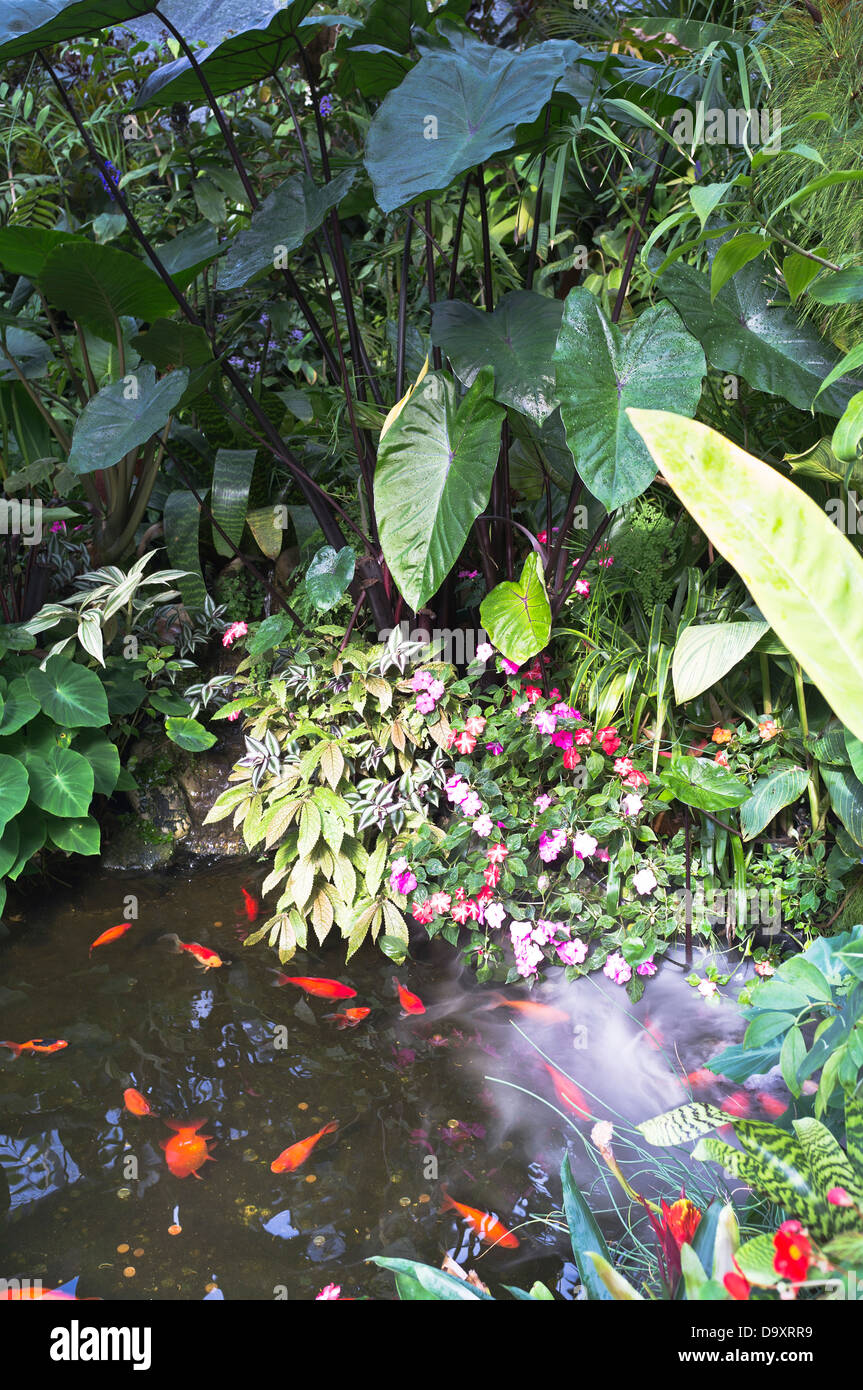 dh Pukekura Park NEW PLYMOUTH NEW ZEALAND Fernery and Display Houses Fische in heißen Haus Teich botanischen Gärten botanischen Garten Stockfoto