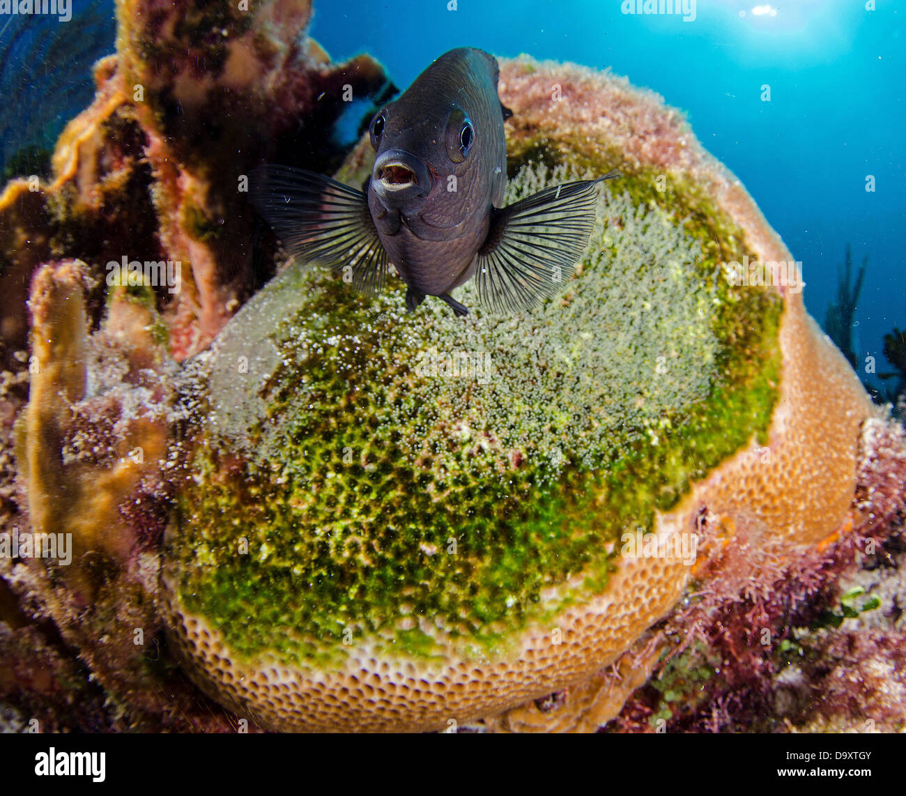 Threespot Riffbarsche, Stegastes Planifrons Schutz seinen Eiern im Korallenriff in der Nähe von Cancun Mexiko, Karibik Stockfoto