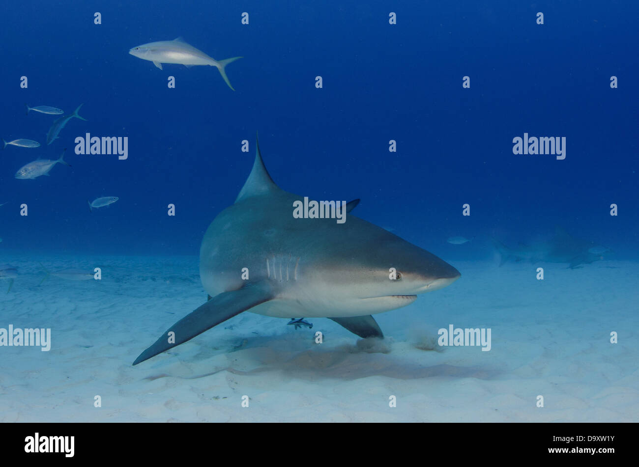 Mexiko Yucatan Halbinsel Quintana Roo Playa del Carmen Bull Shark Carcharhinus Leucas weiblich in saisonalen Zucht aggregation Stockfoto