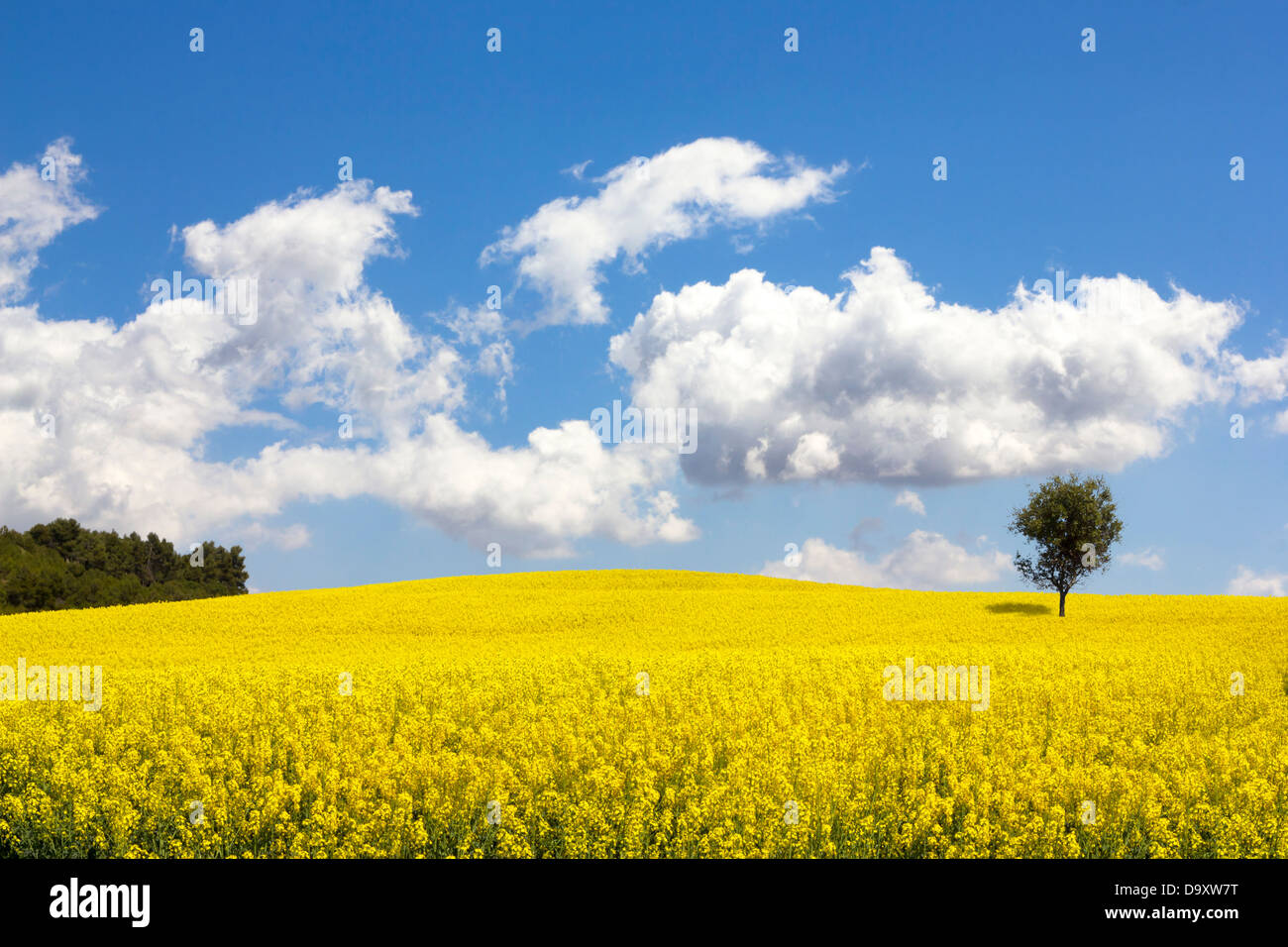 Raps (Brassica Napus) Feld in Katalonien, Spanien. Diese Felder sind für Pflanzenöl für den menschlichen Verzehr, Futter angebaut Stockfoto