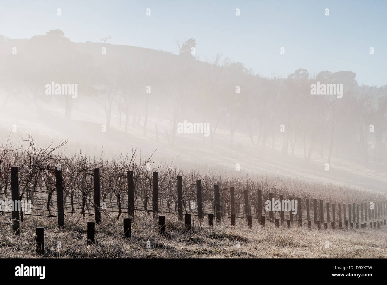 Nebel hüllt Reben an einem kalten Wintermorgen im Yarra Valley, Victoria, Australien Stockfoto