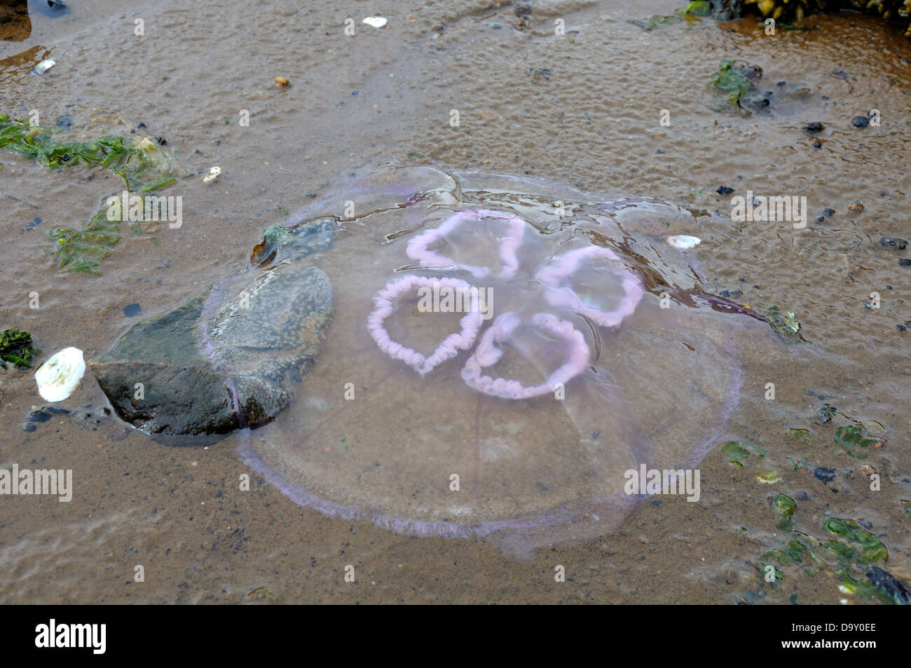 Aurelia Golden Moon Quallen gestrandet auf einem schottischen Strand. Stockfoto