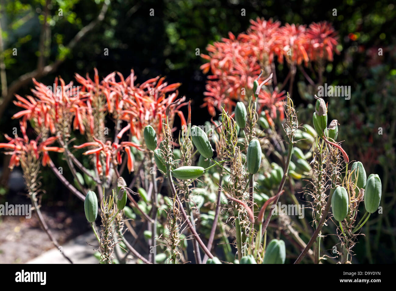 Seife Aloe (Aloe Maculata), eine orange Blüte Sukkulente in Südafrika heimisch. Stockfoto