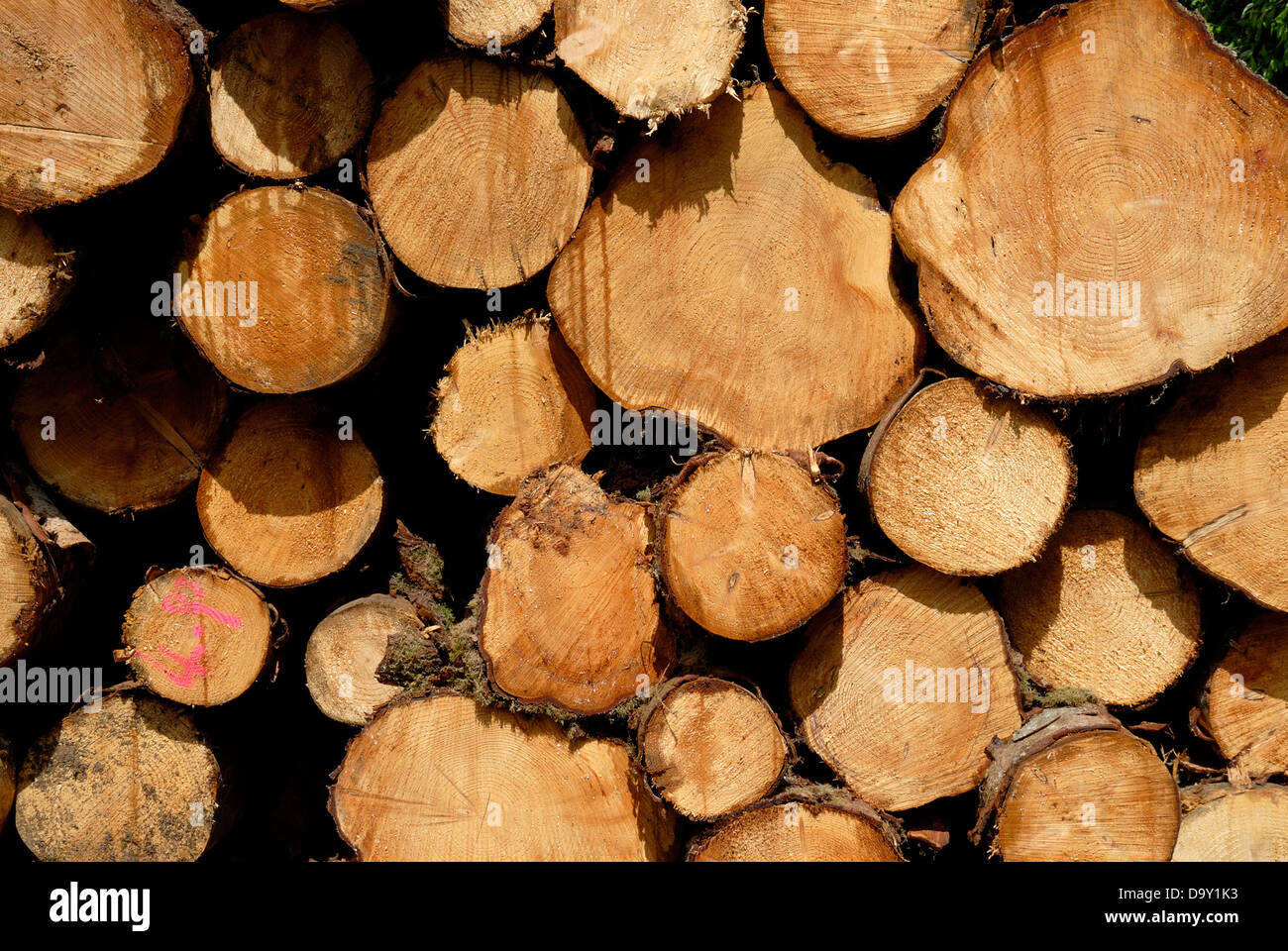 Holz-Hof-Schottland Stockfoto