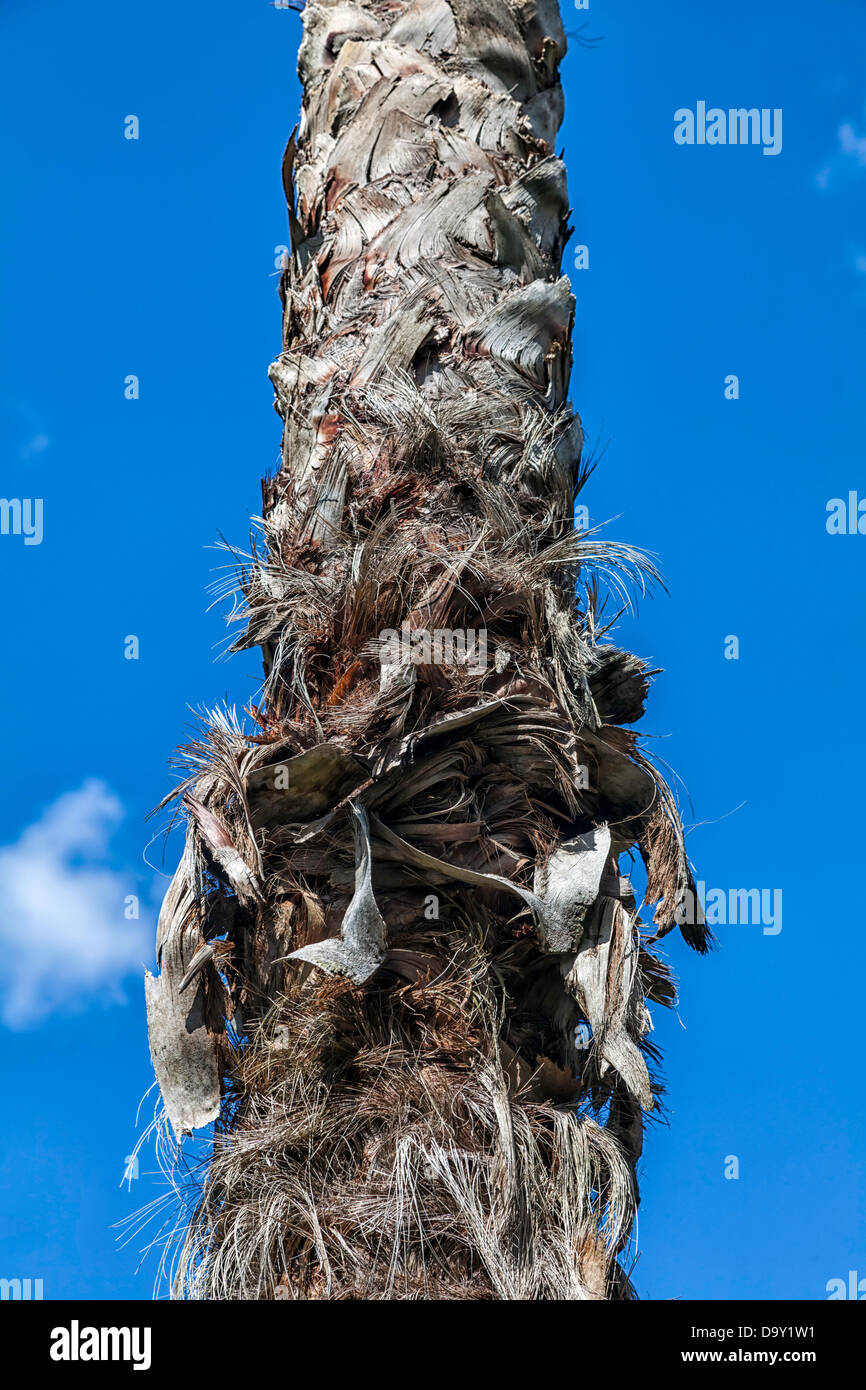 Mexikanische Washingtonia (Washingtonia Robusta) Palm Baumstamm in Mexiko beheimatet. Stockfoto