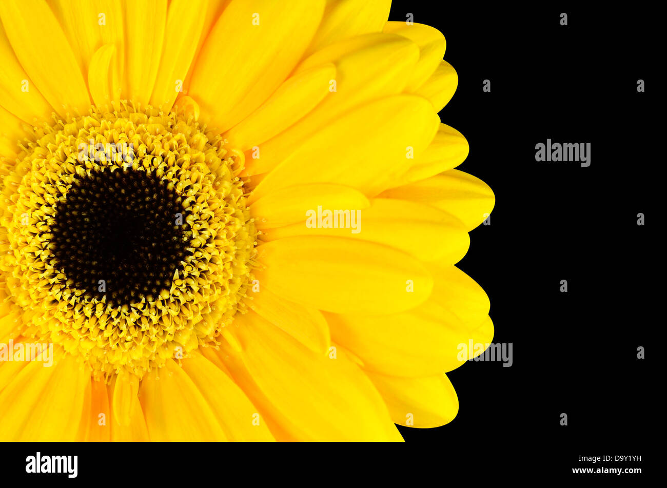 Gelbe Ringelblume-Blume-Teil auf schwarzem Hintergrund isoliert Stockfoto