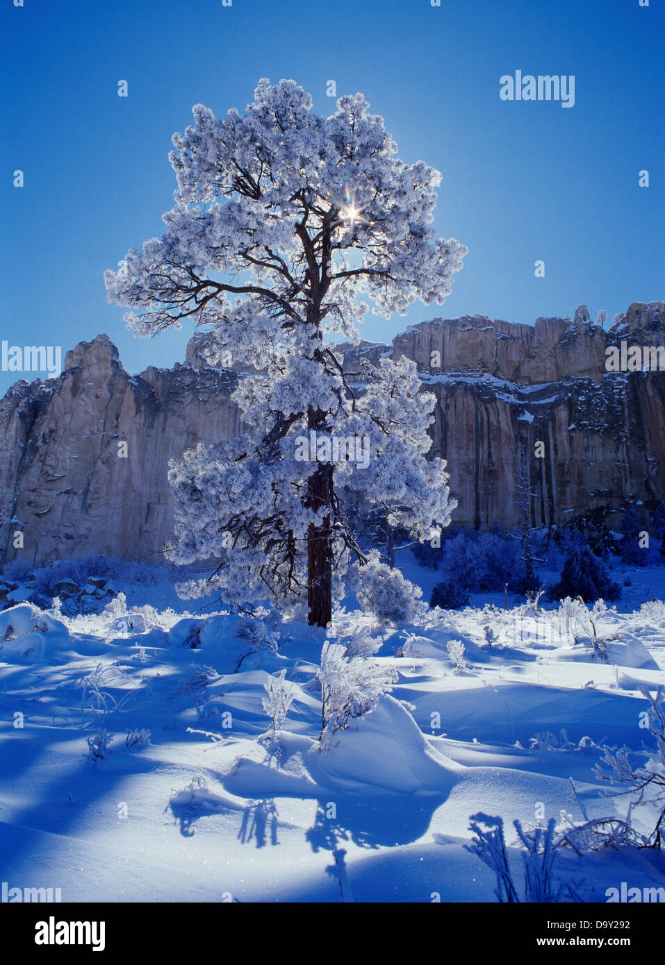 Rime Eis Frost beschichtet Gelb-Kiefer Pinus Ponderosa Silhouette Sonne Inschrift Rock El Morro National Monument New Mexico. Stockfoto