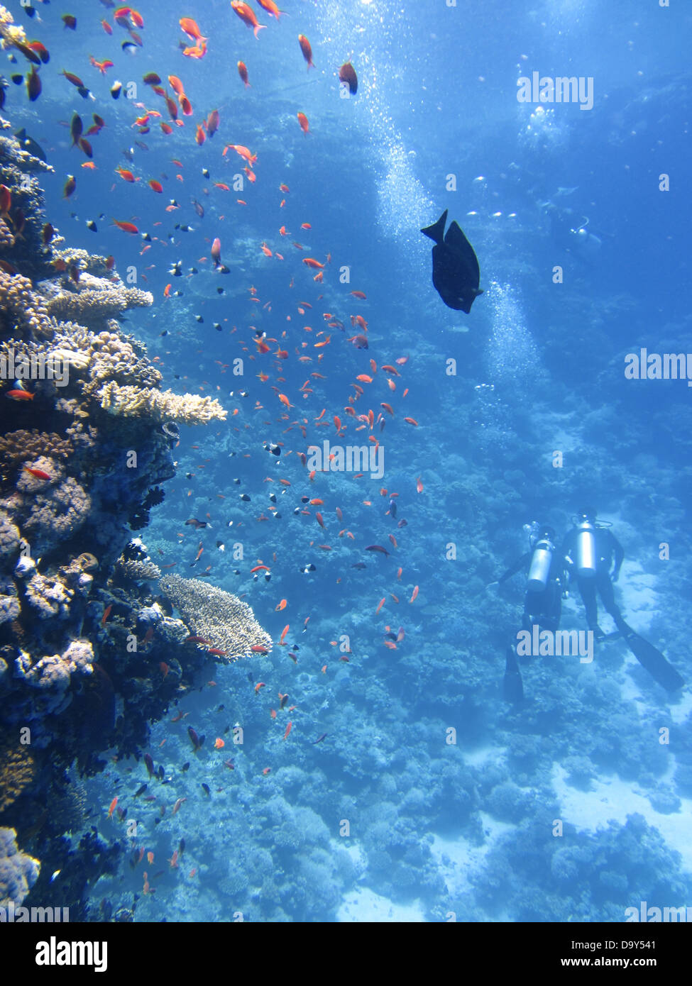 Taucher Unterwasser Ozean schwimmen Fische Korallen Stockfoto