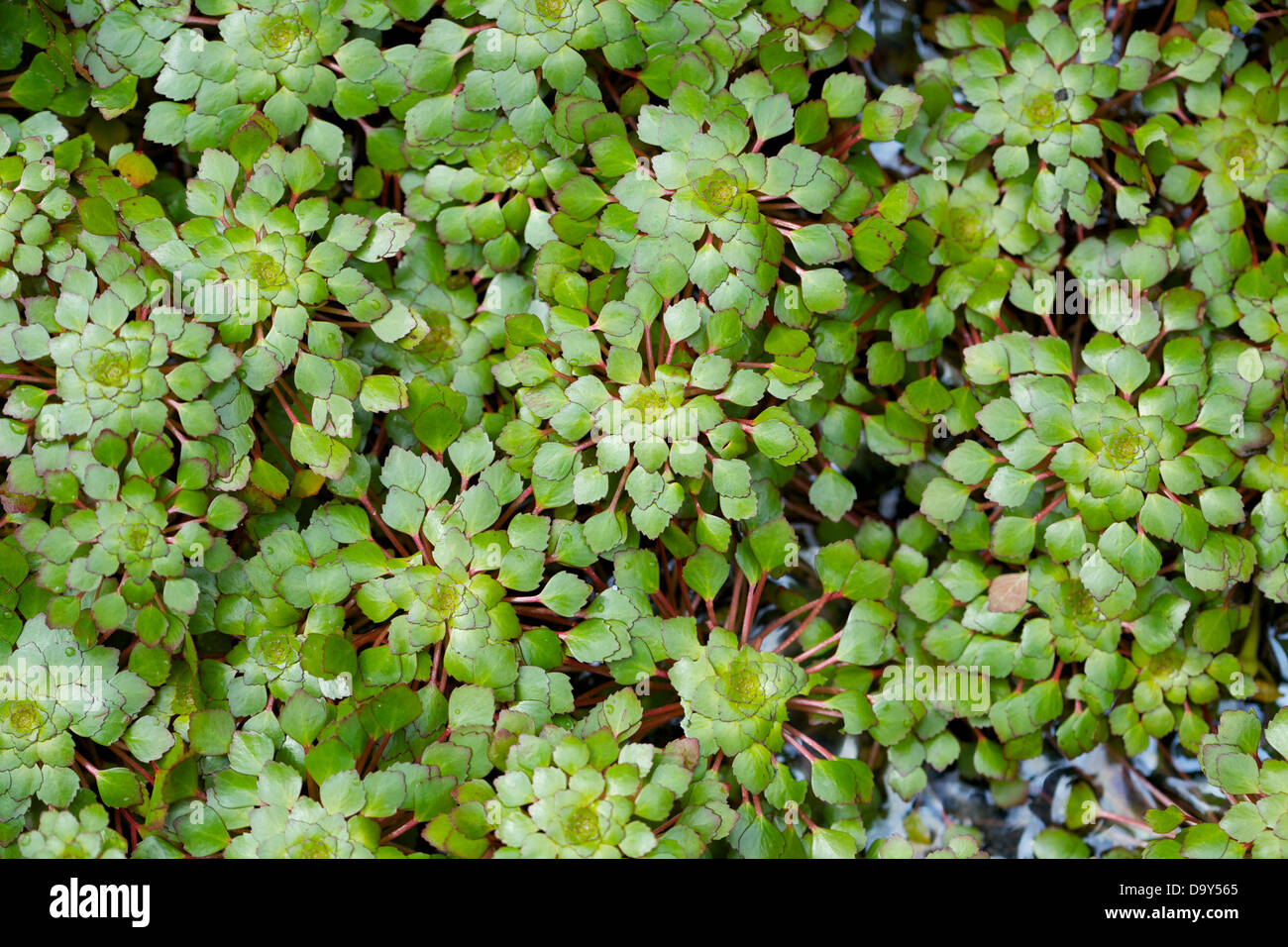 Wasserpflanze Stockfoto